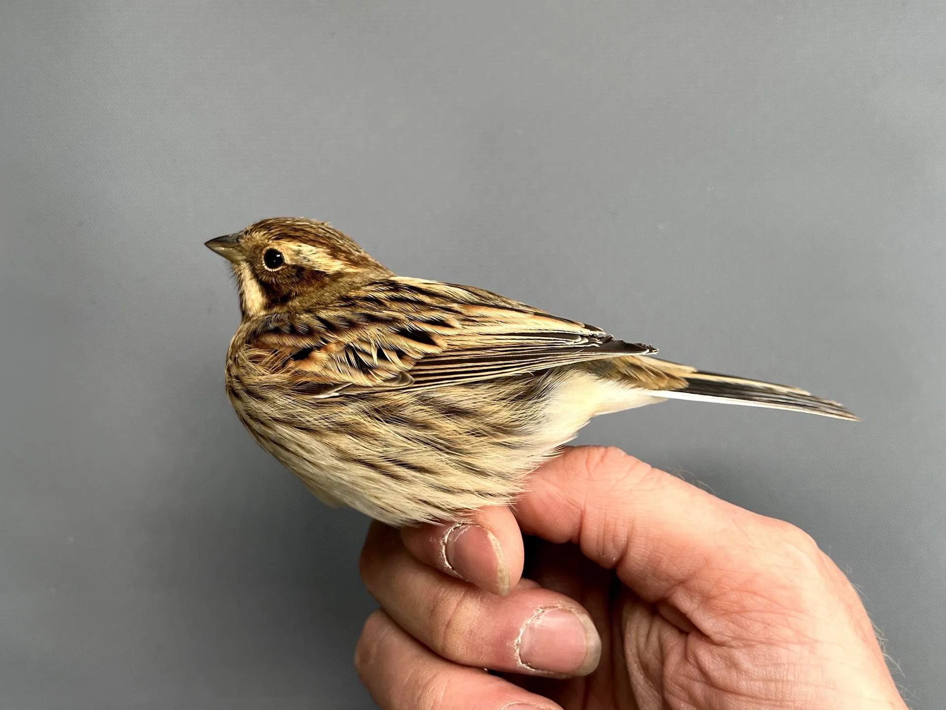 Vogelafbeelding