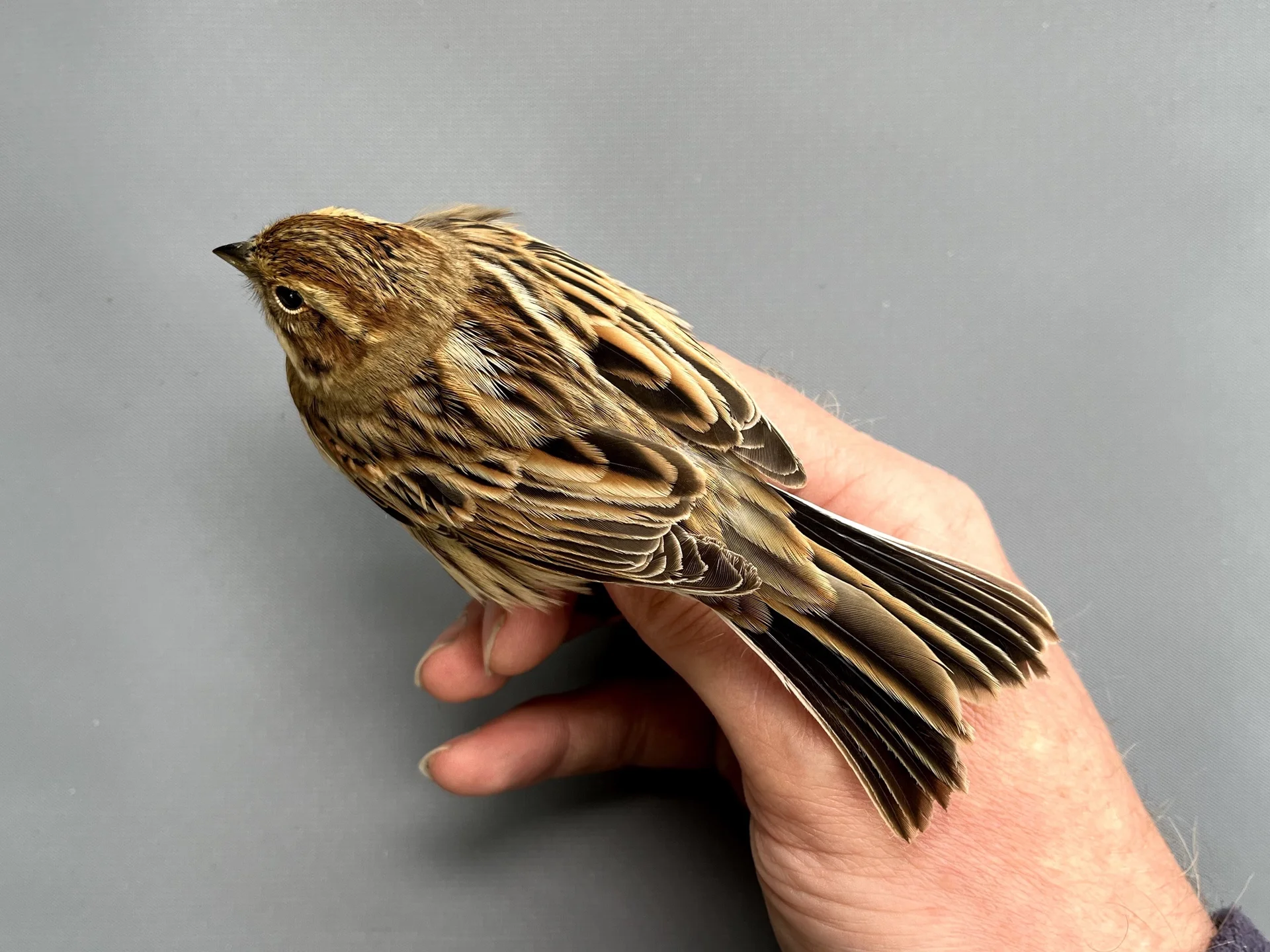 Vogelafbeelding