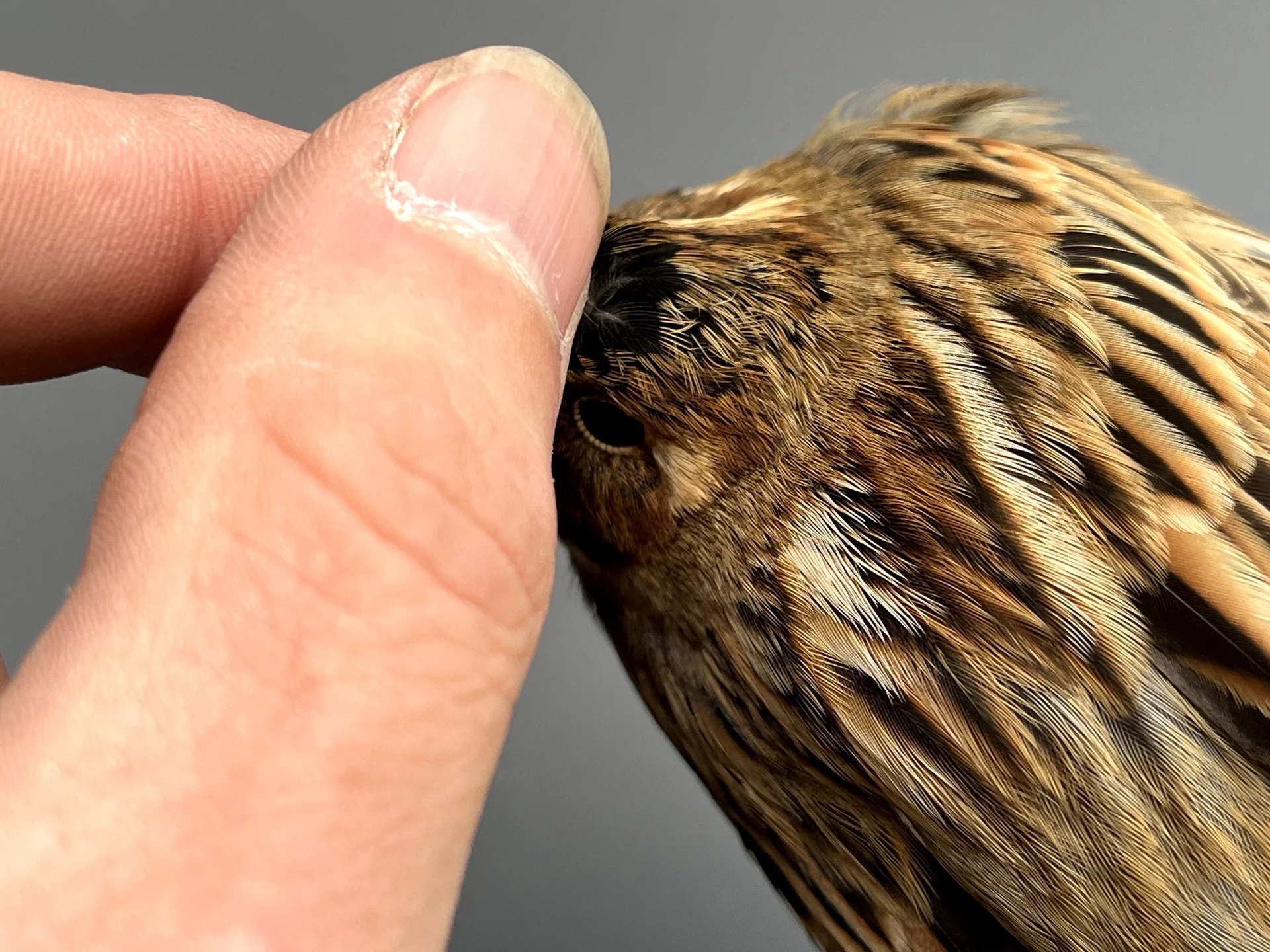 Vogelafbeelding