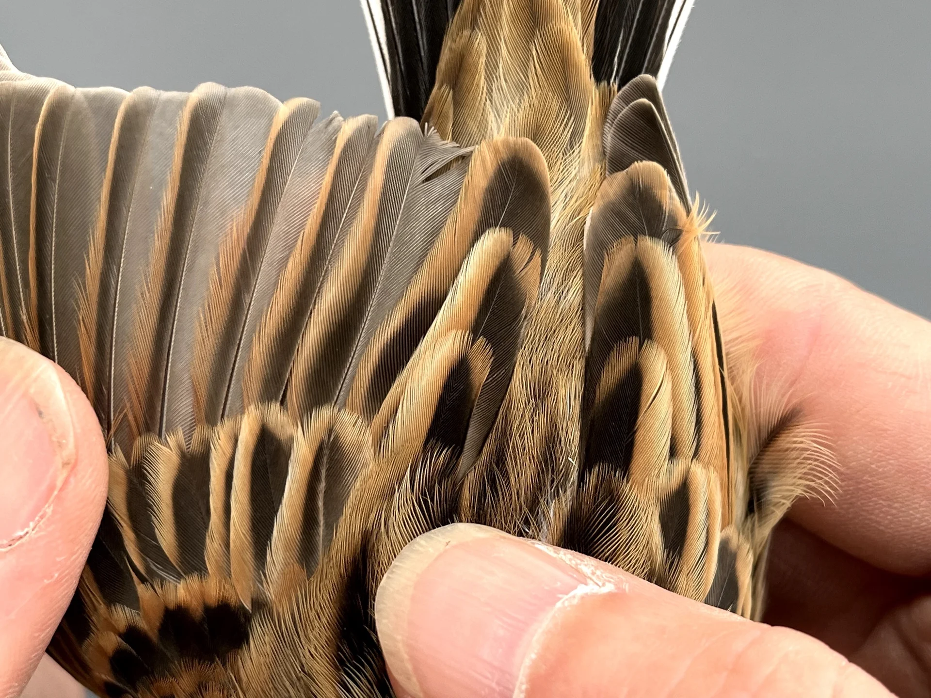 Vogelafbeelding