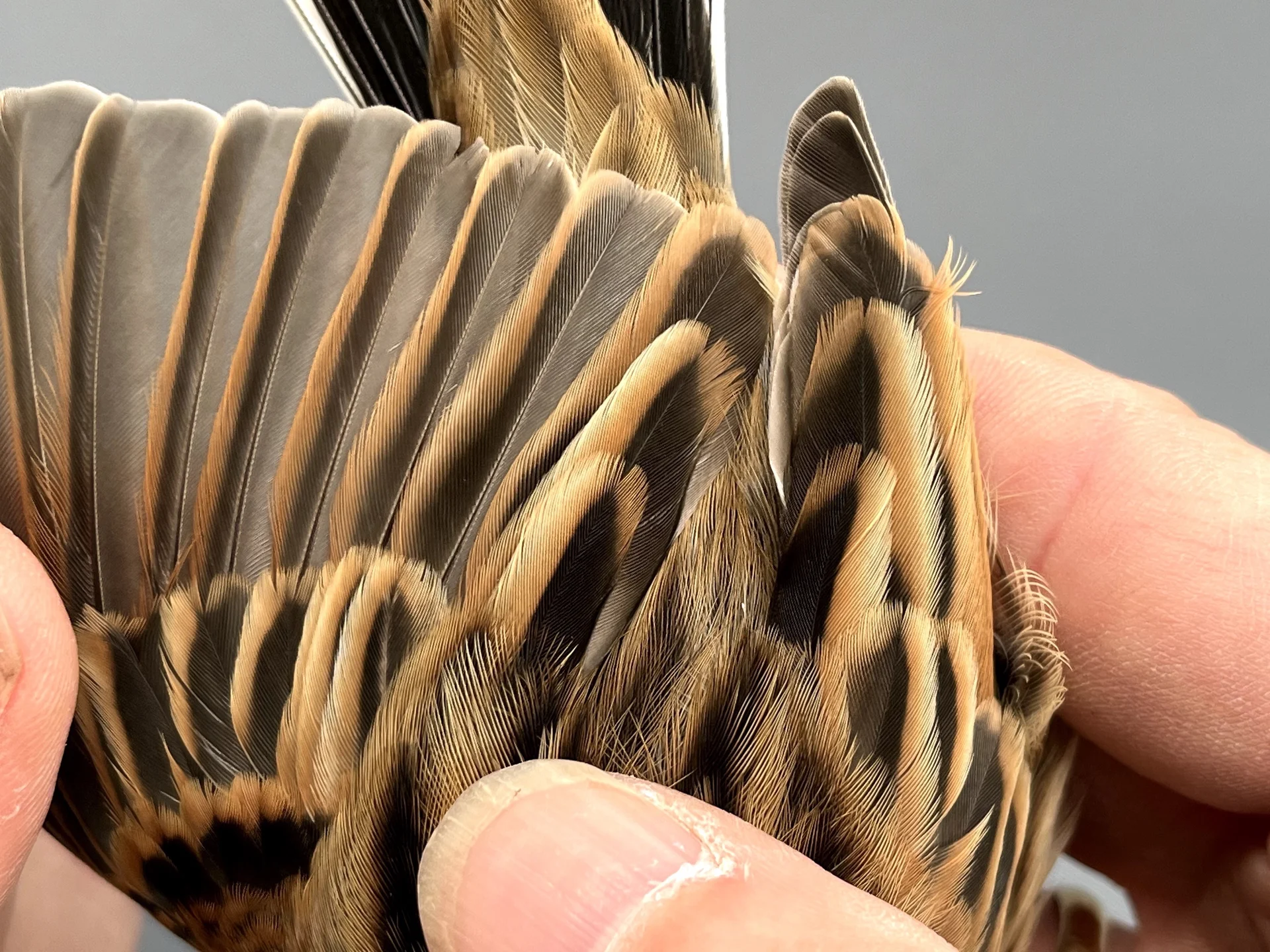 Vogelafbeelding
