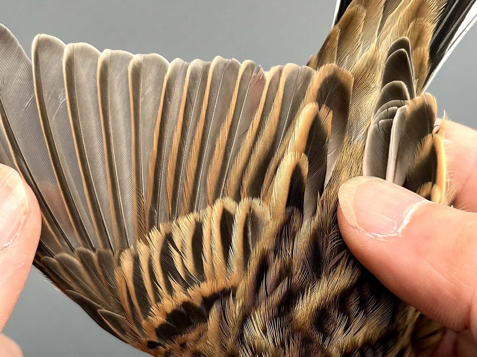Vogelafbeelding