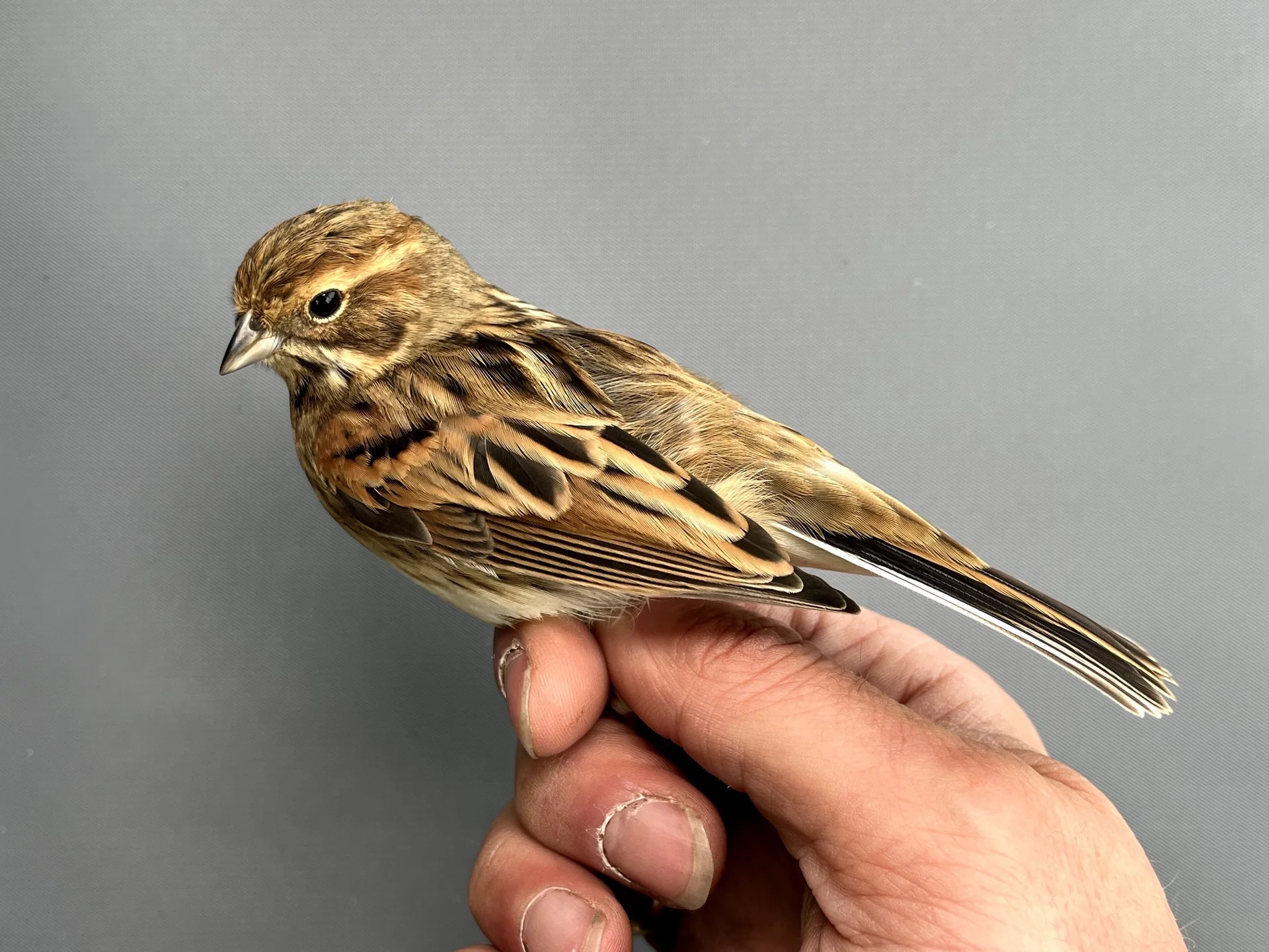 Vogelafbeelding