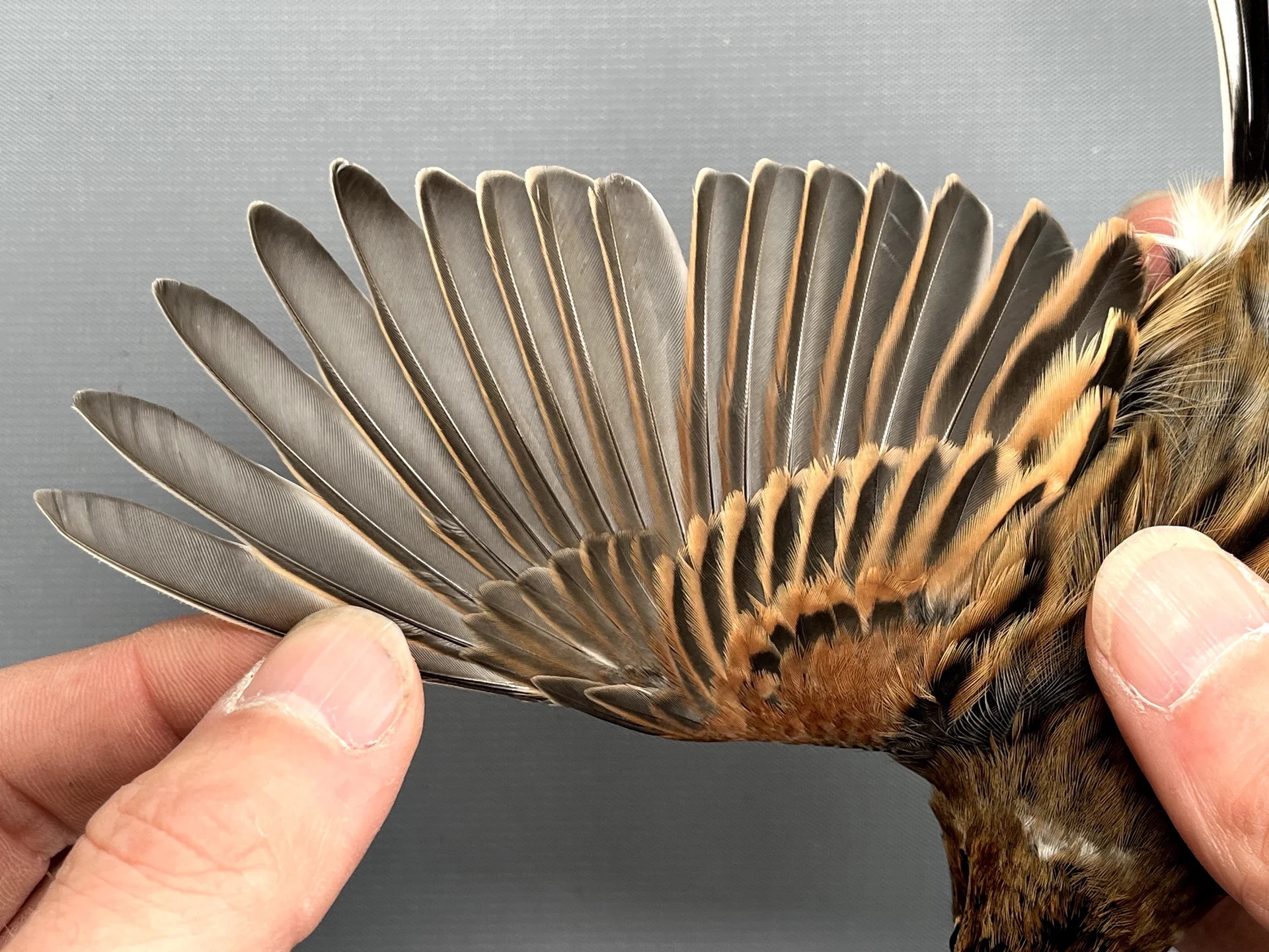 Vogelafbeelding