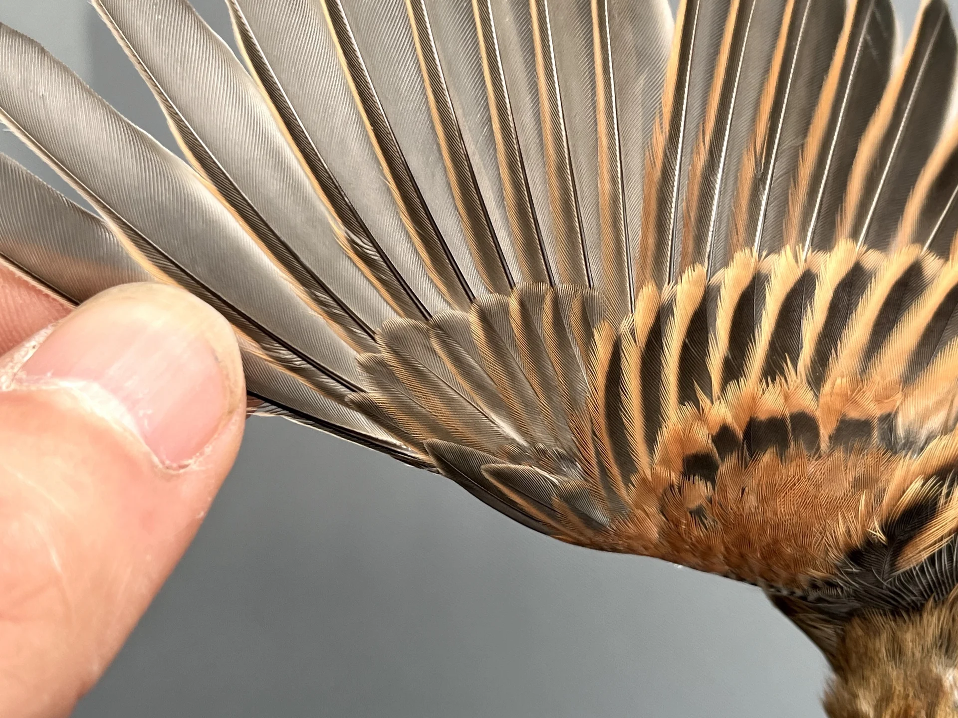 Vogelafbeelding