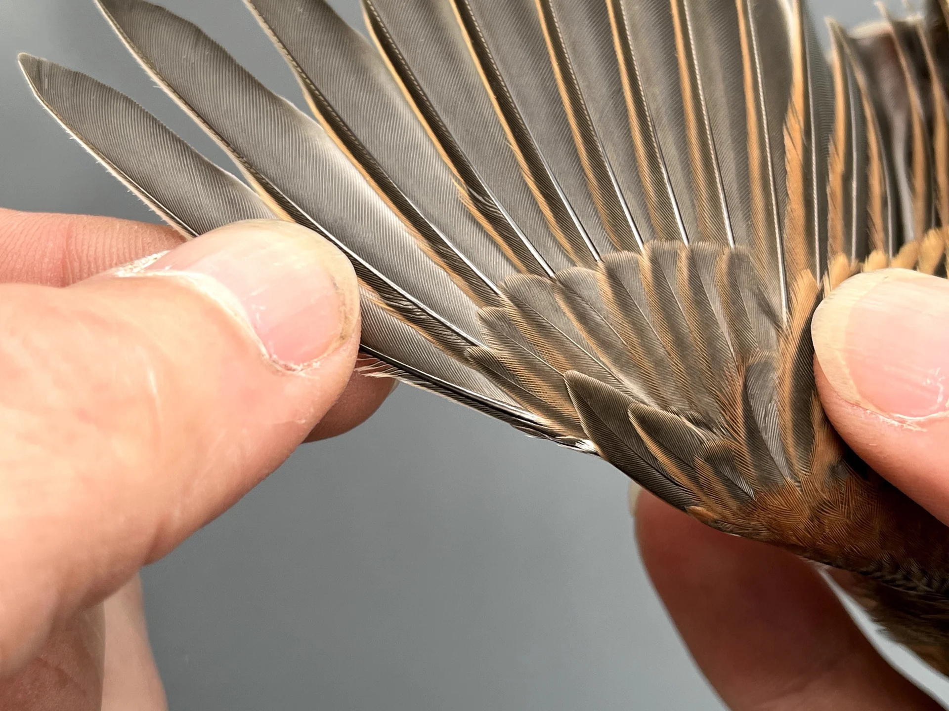 Vogelafbeelding