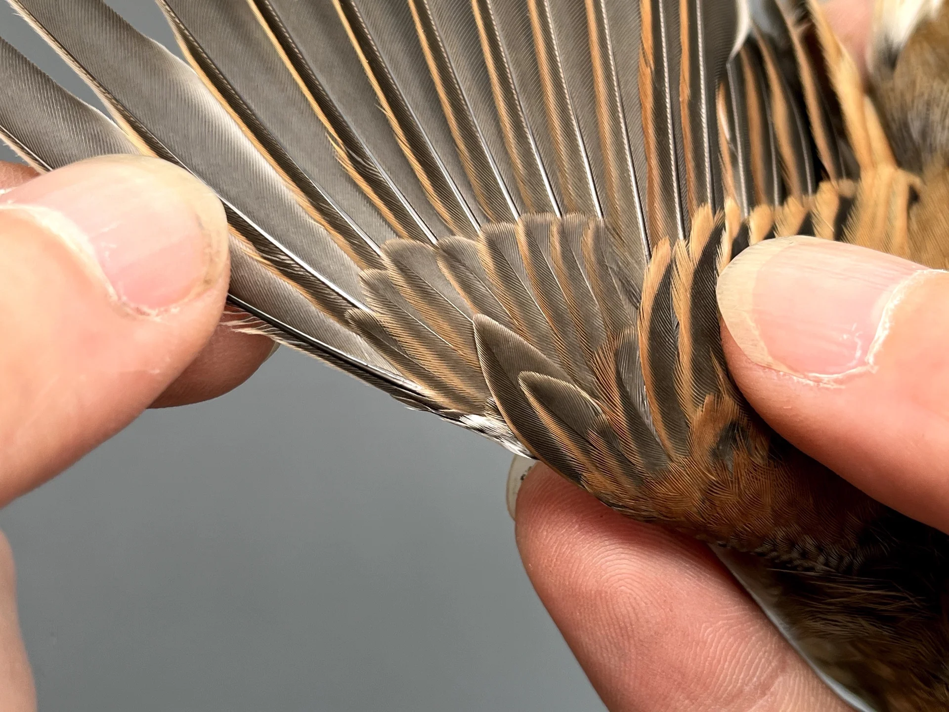 Vogelafbeelding