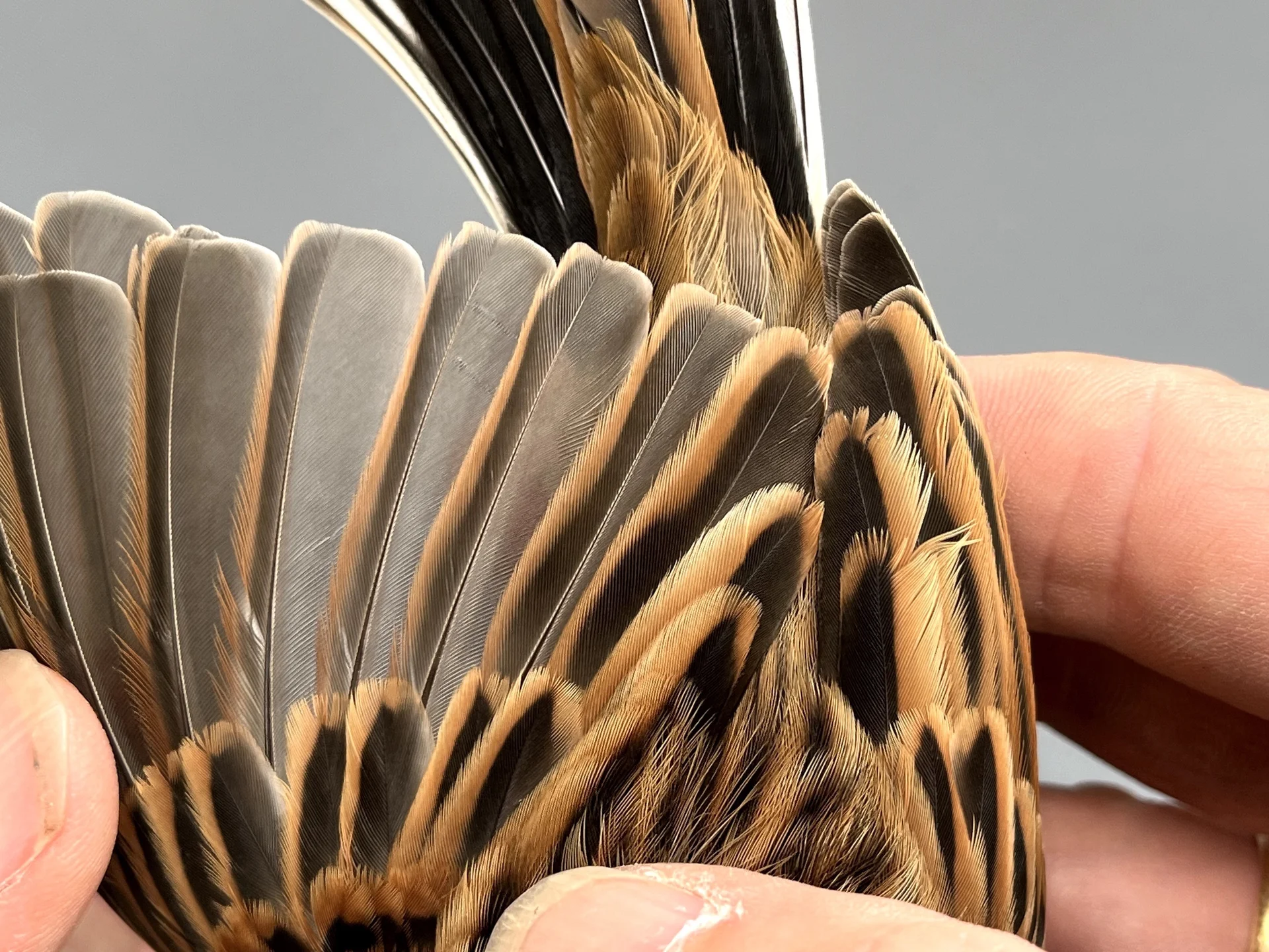 Vogelafbeelding