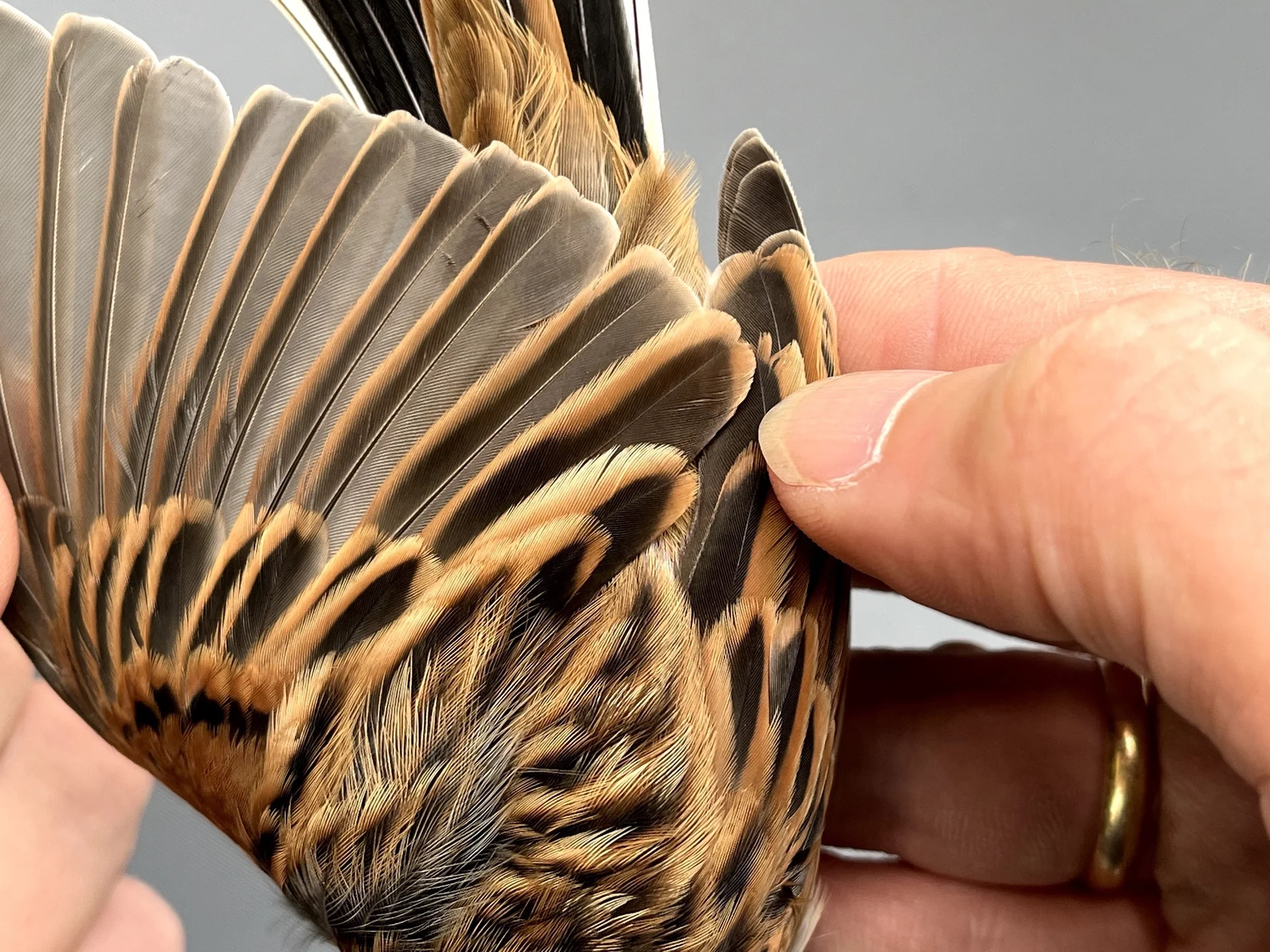 Vogelafbeelding