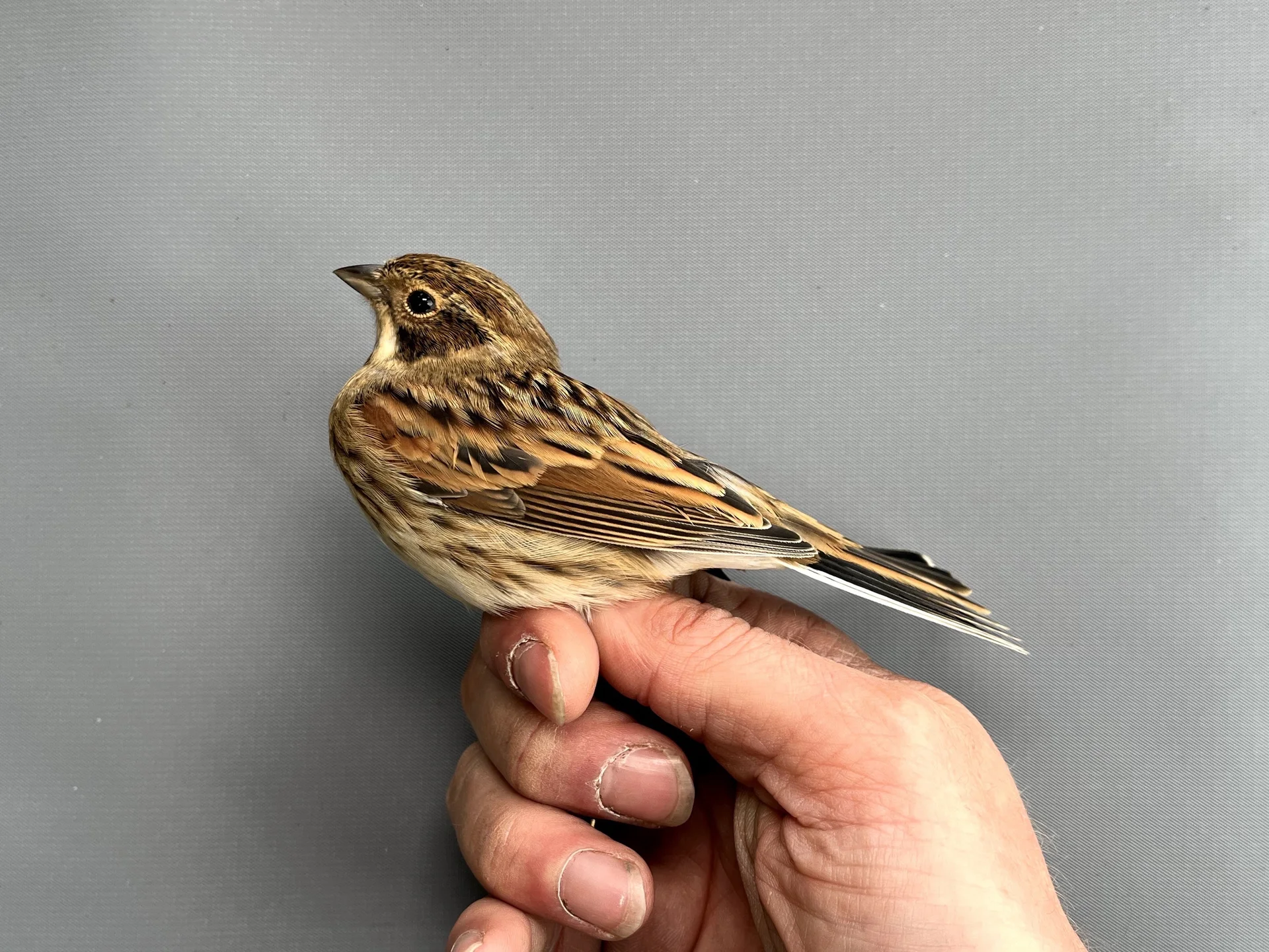 Vogelafbeelding