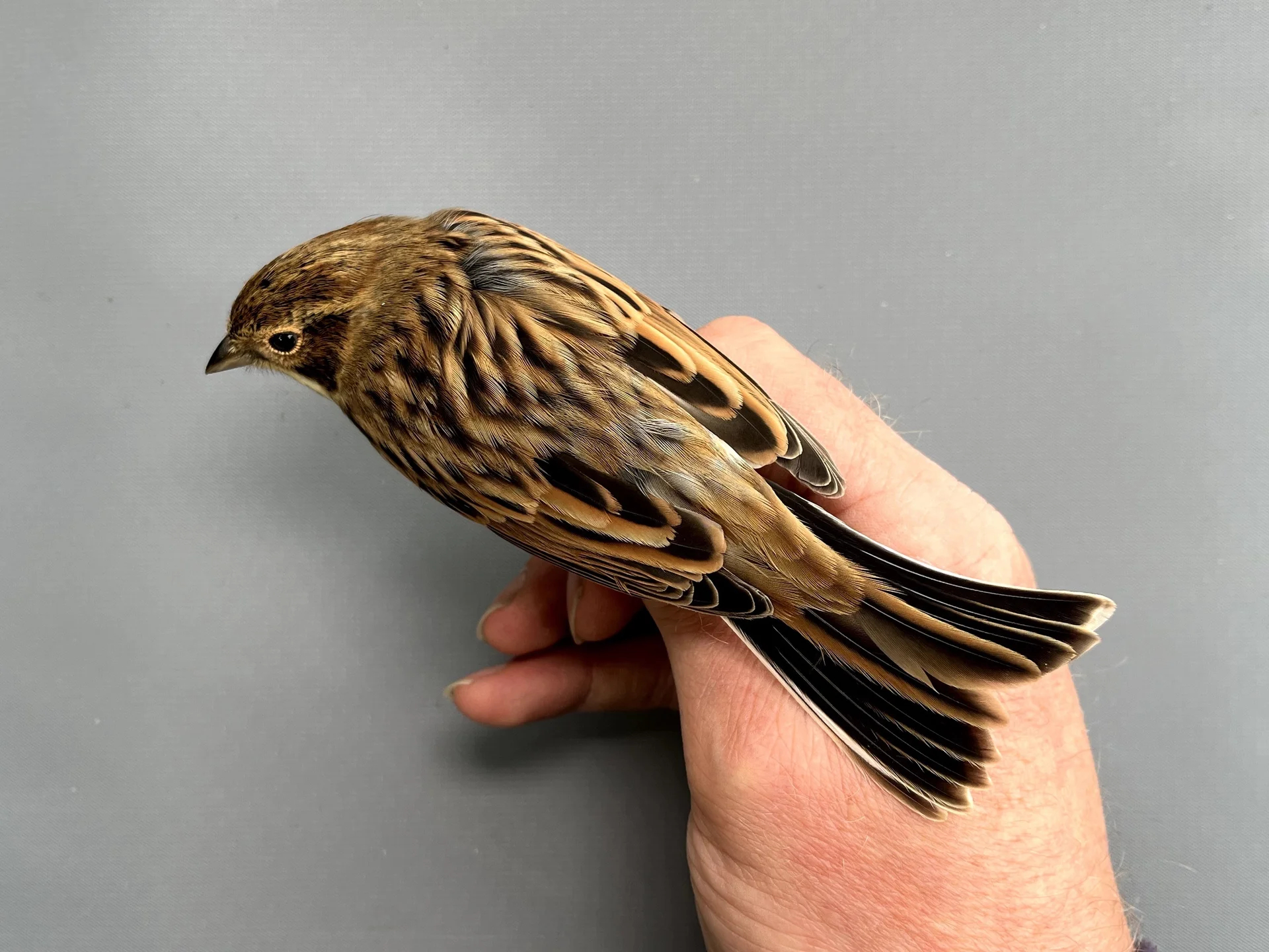 Vogelafbeelding