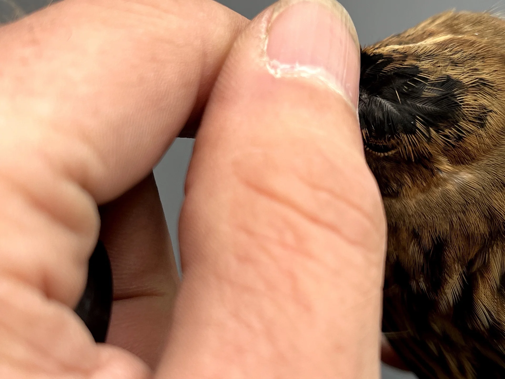 Vogelafbeelding