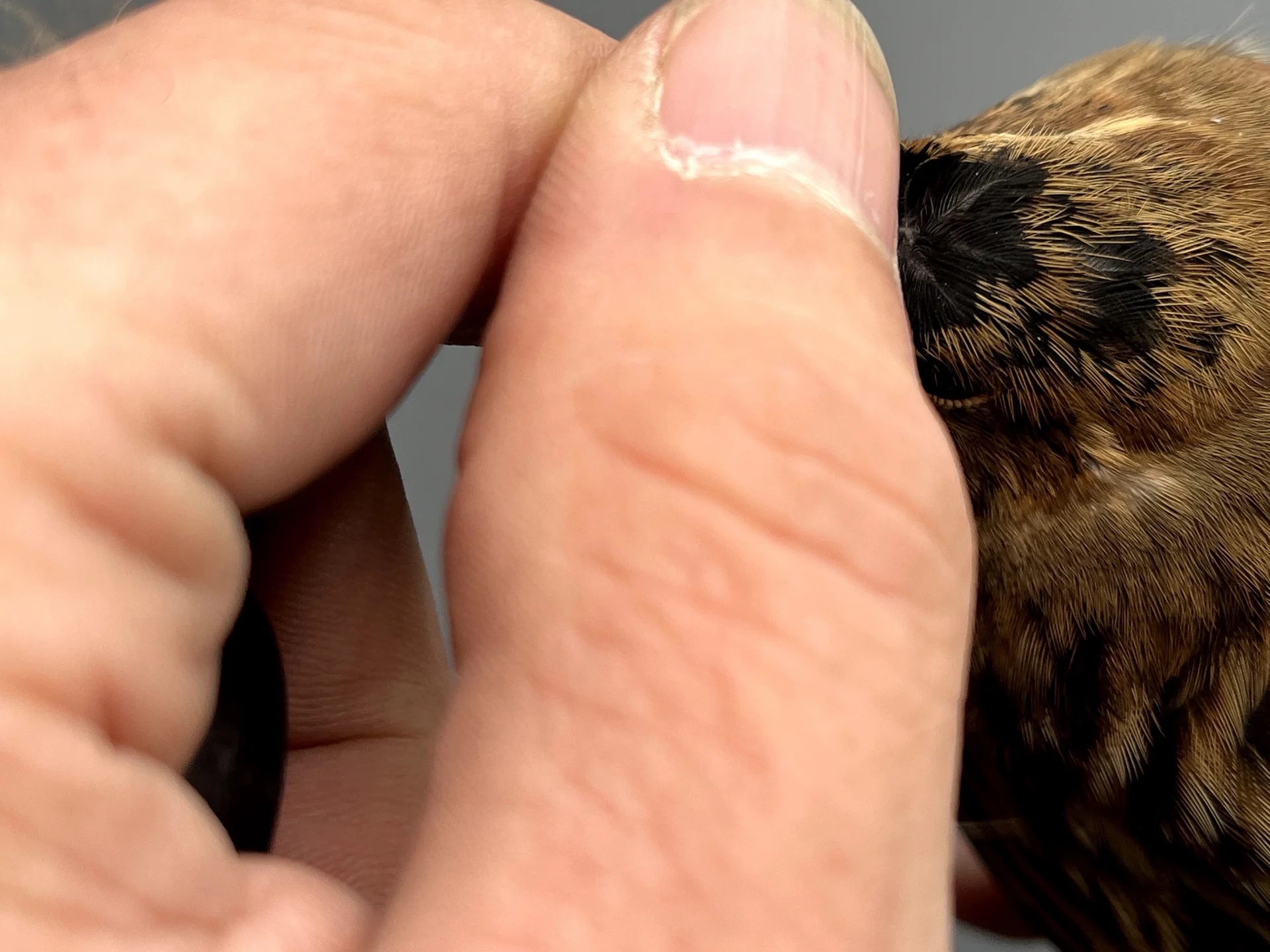 Vogelafbeelding