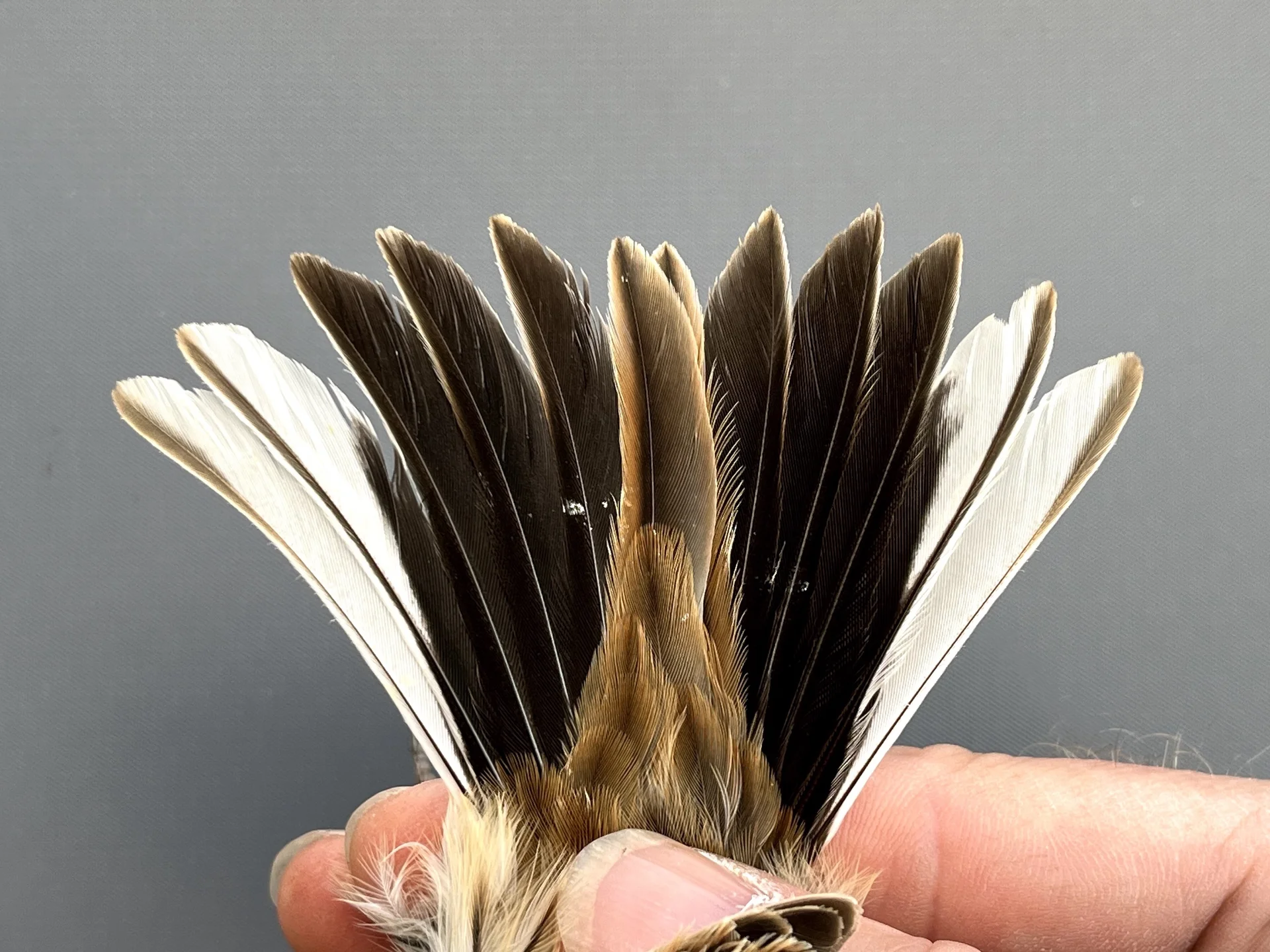 Rietgors - Emberiza schoeniclus