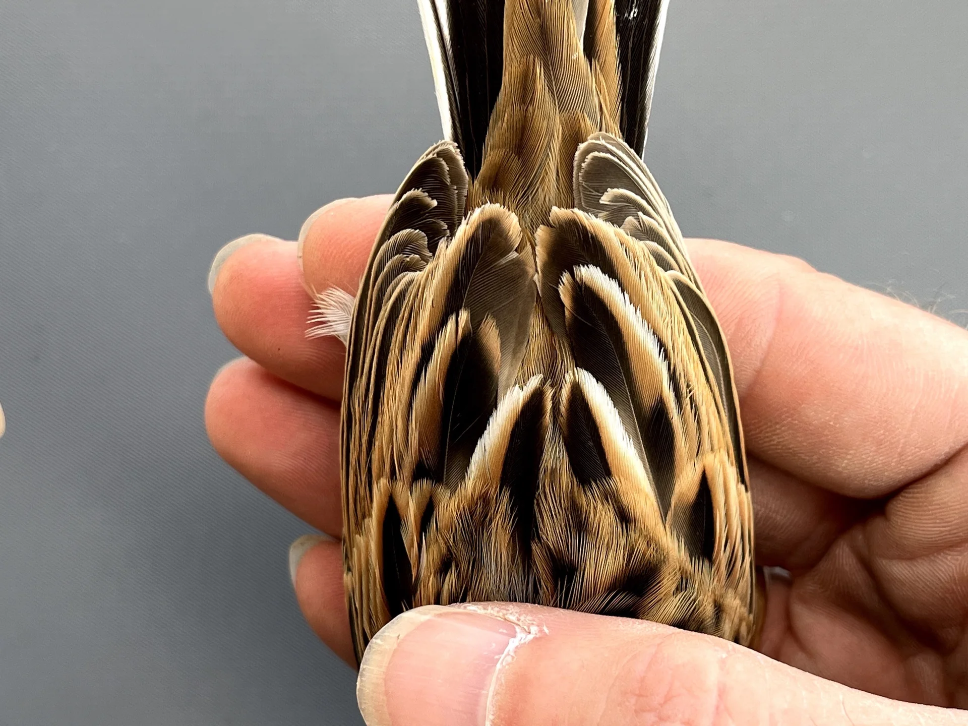 Vogelafbeelding