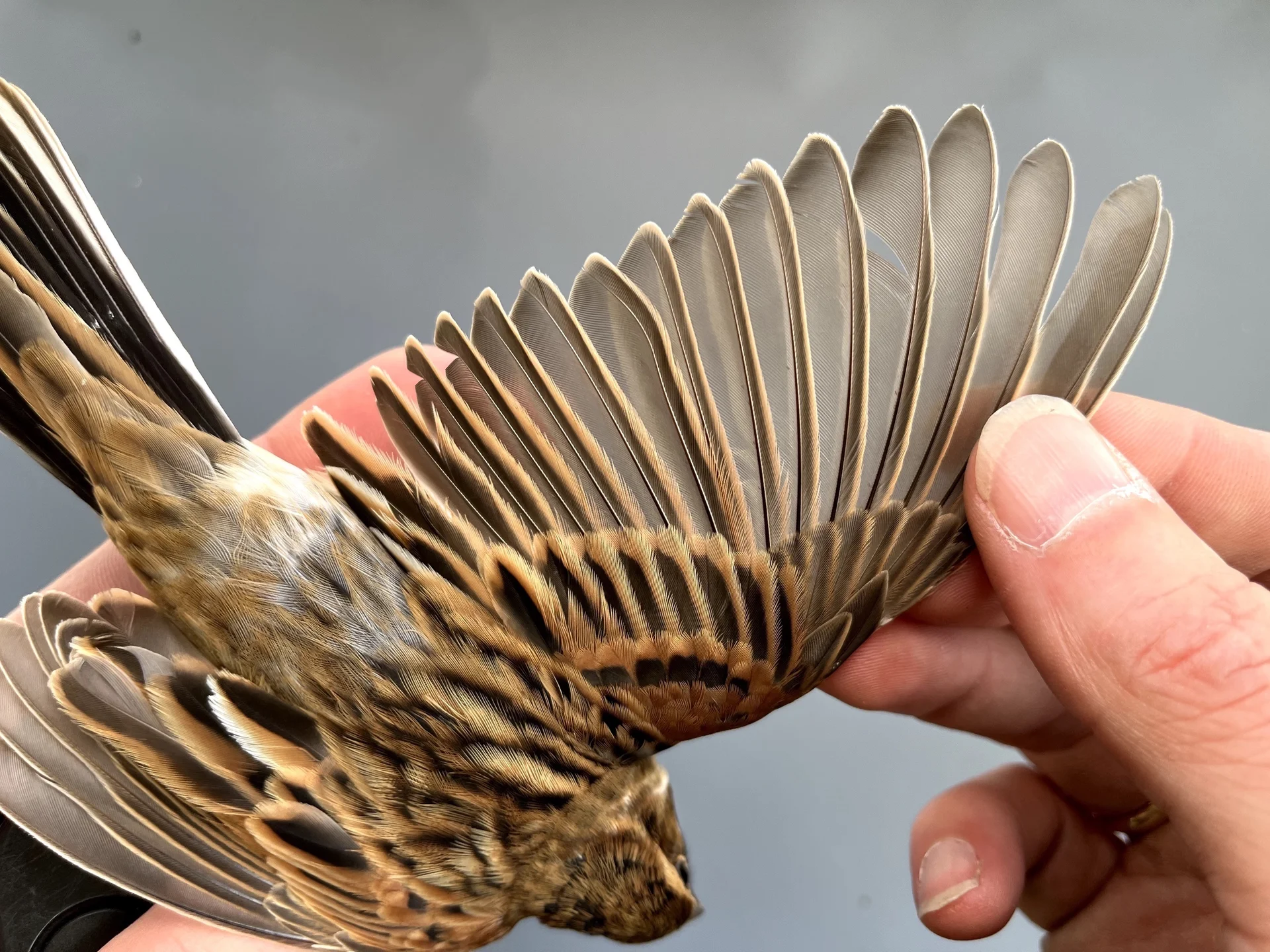 Vogelafbeelding