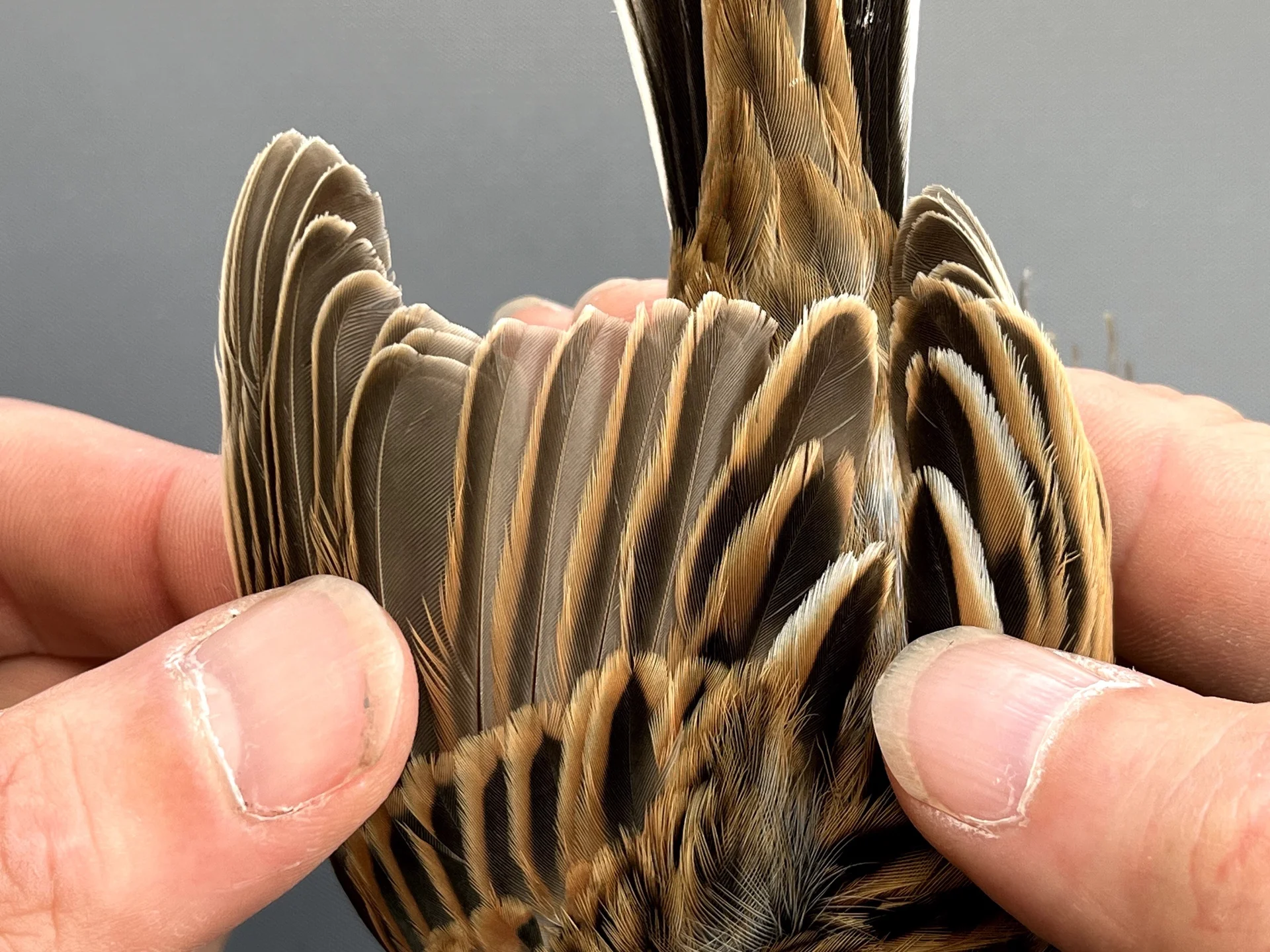 Vogelafbeelding