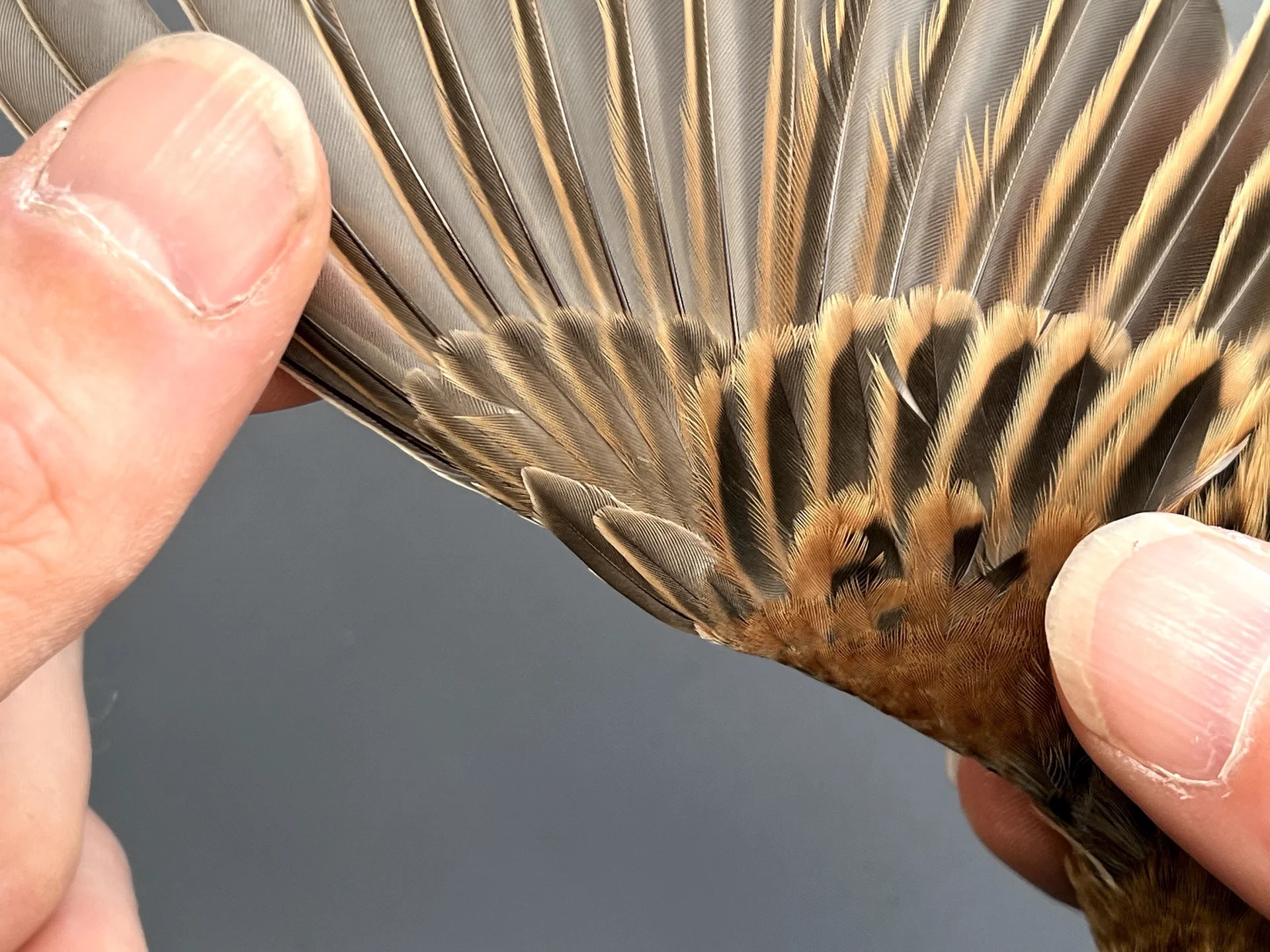 Vogelafbeelding