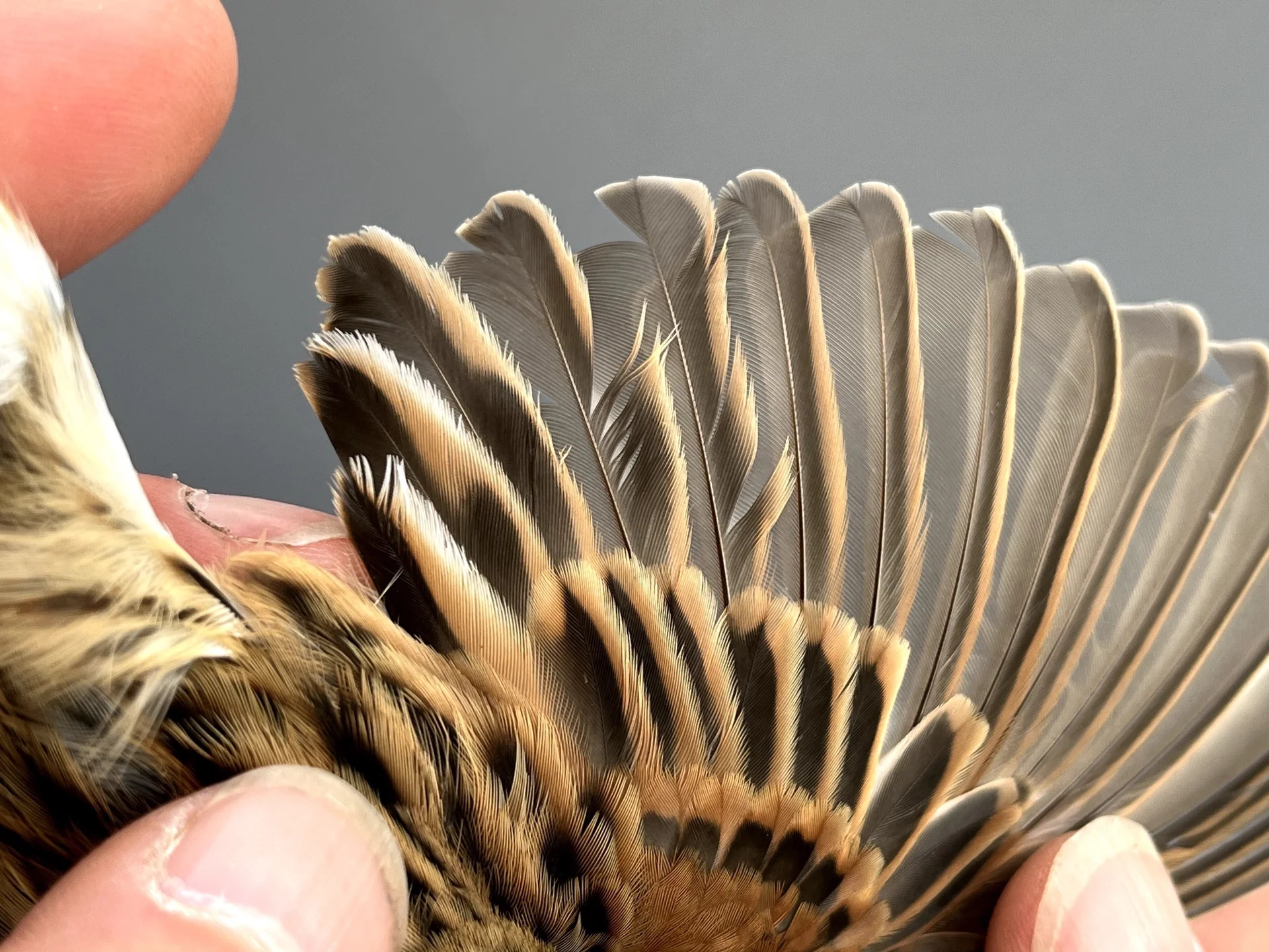 Vogelafbeelding
