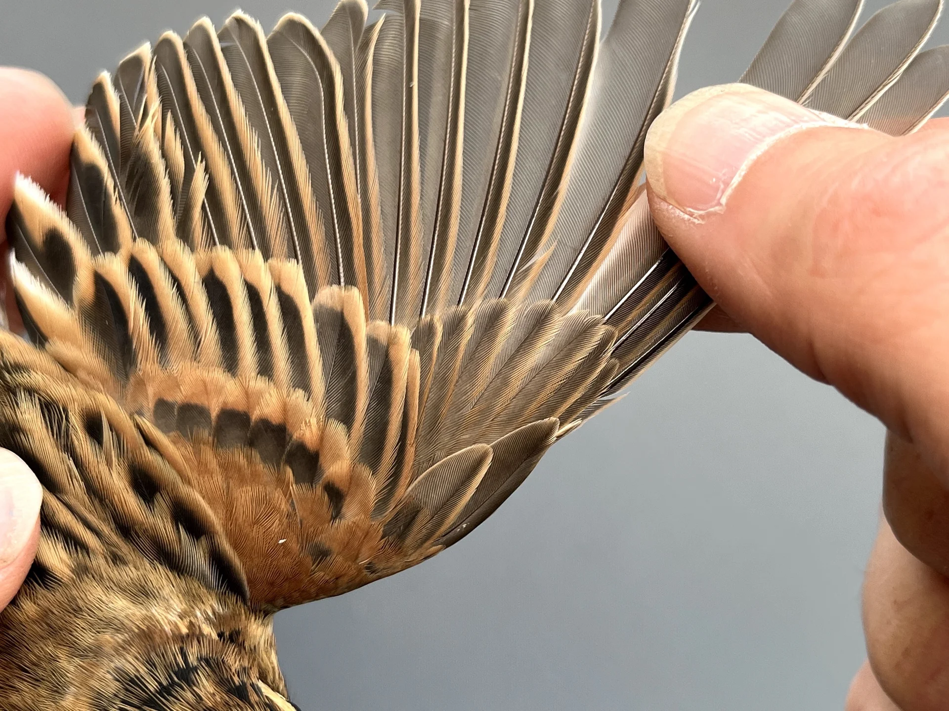 Vogelafbeelding