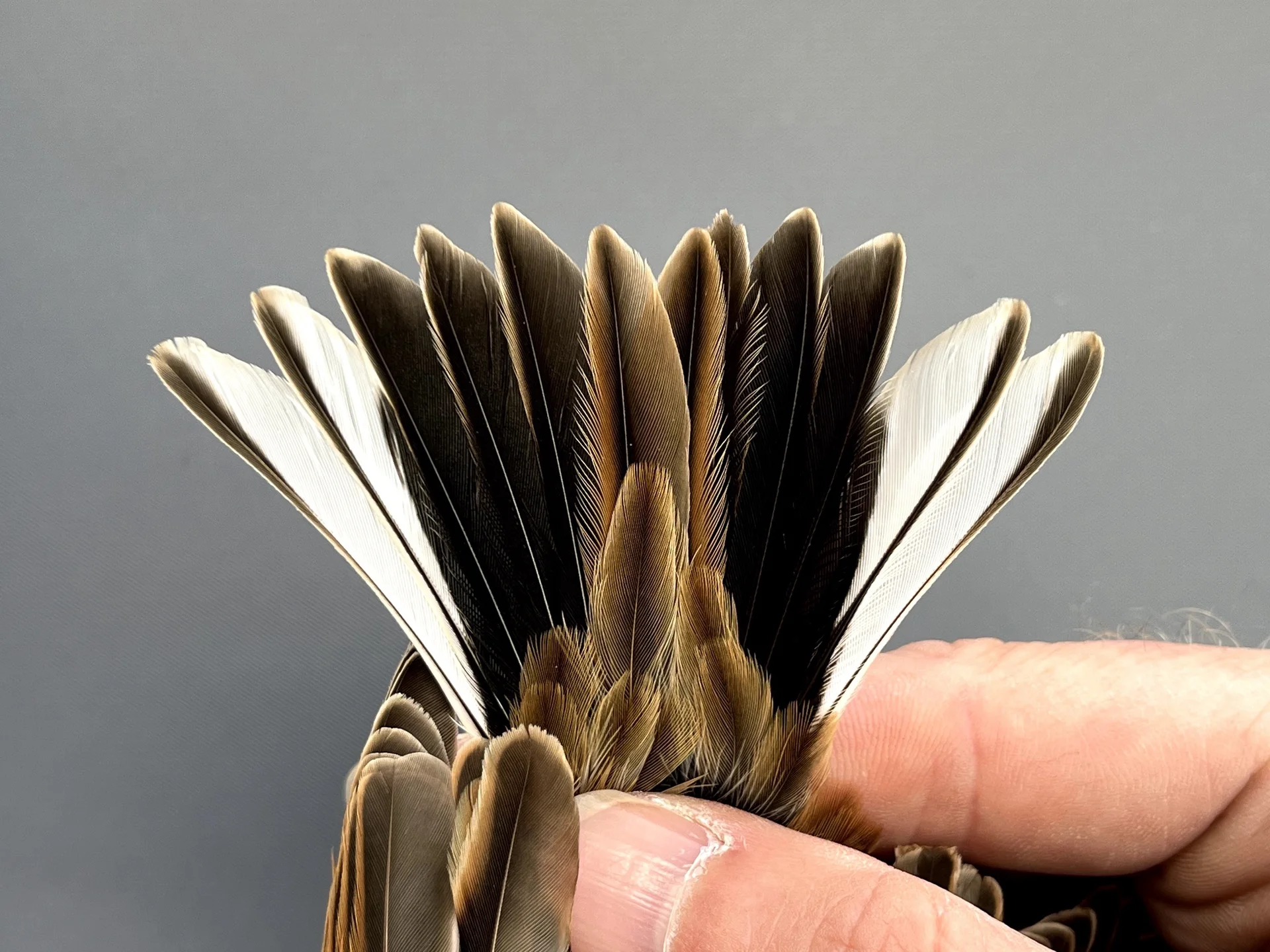 Vogelafbeelding