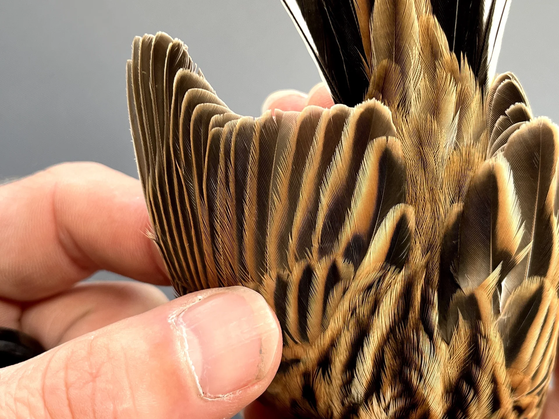 Vogelafbeelding