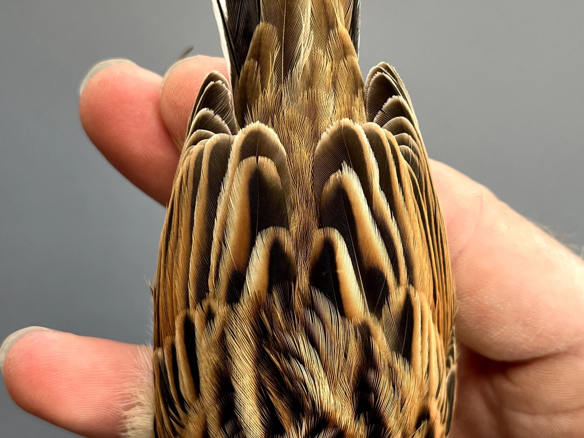 Vogelafbeelding