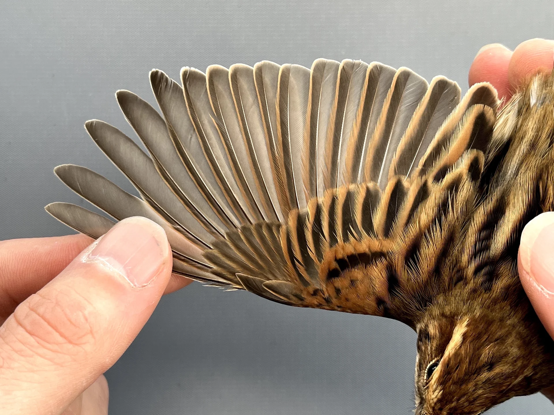 Vogelafbeelding