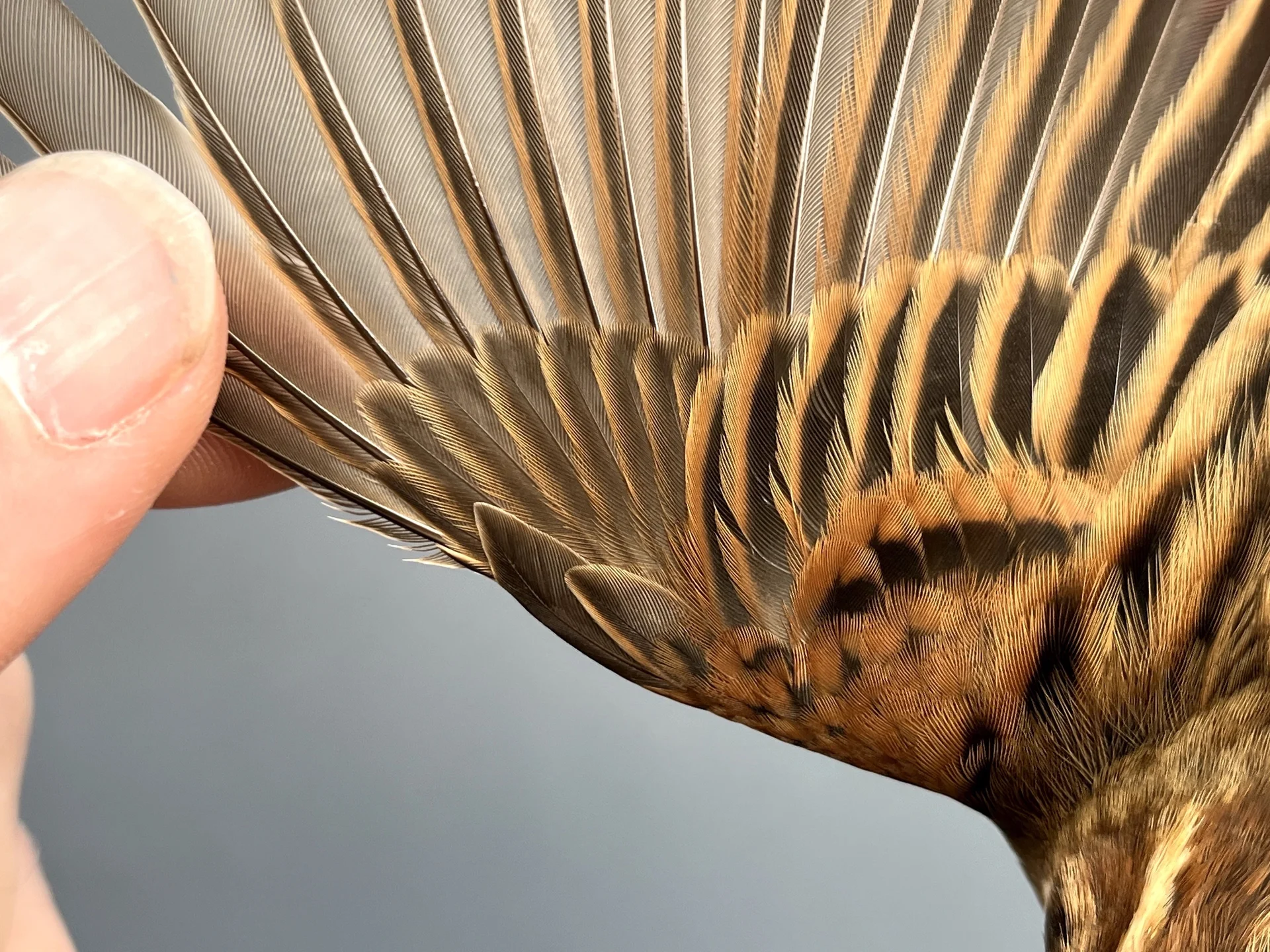 Vogelafbeelding
