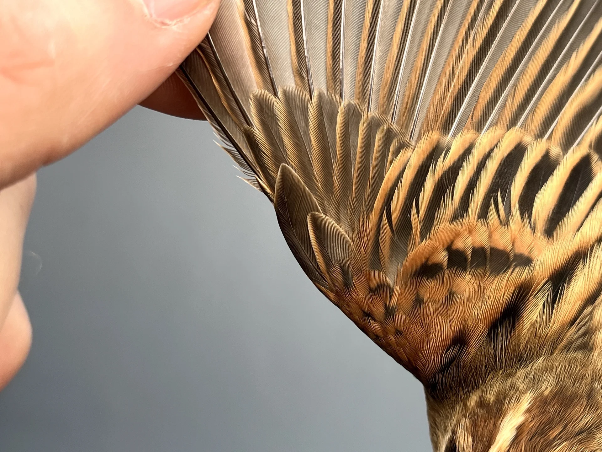 Vogelafbeelding