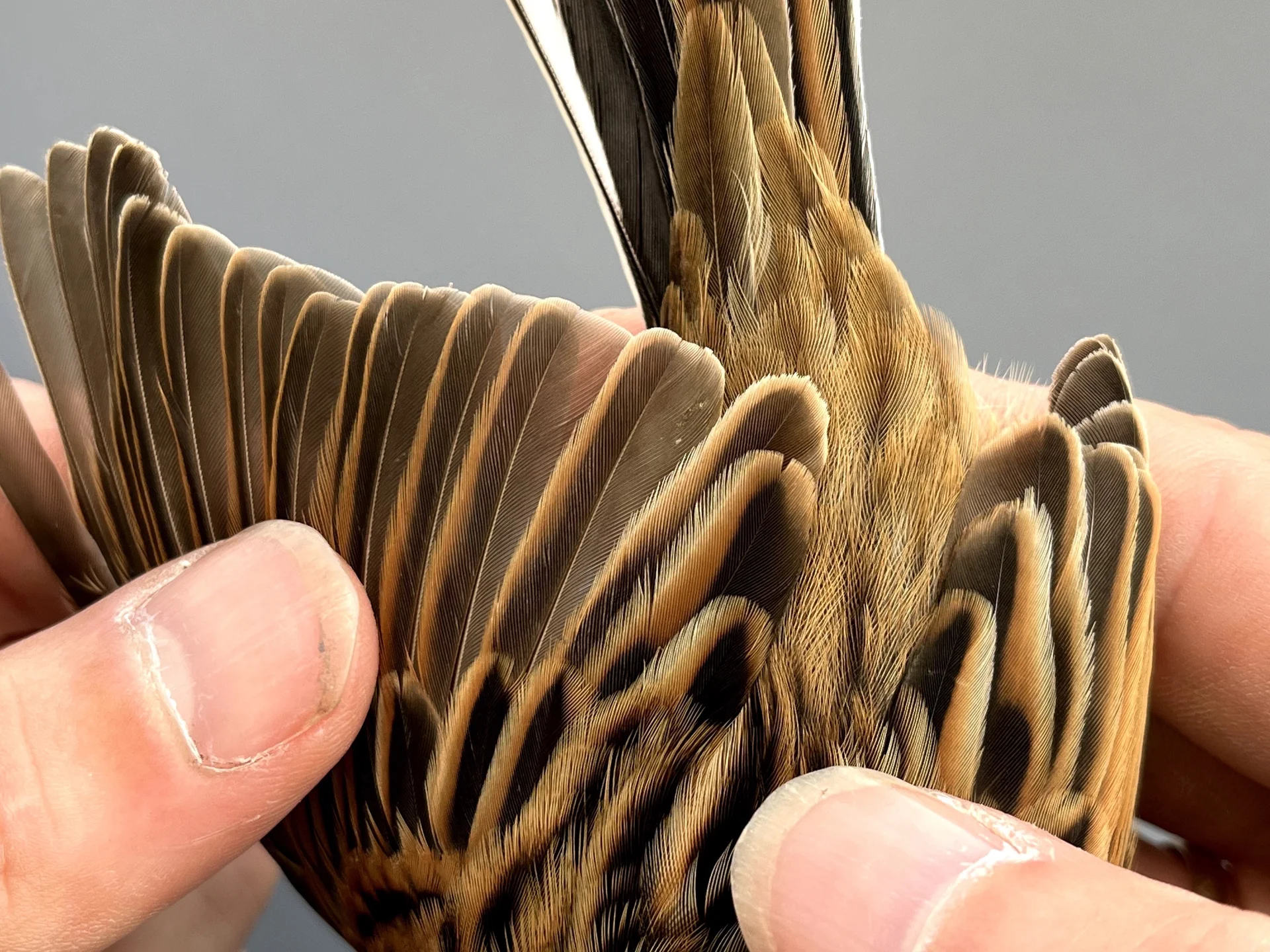 Vogelafbeelding