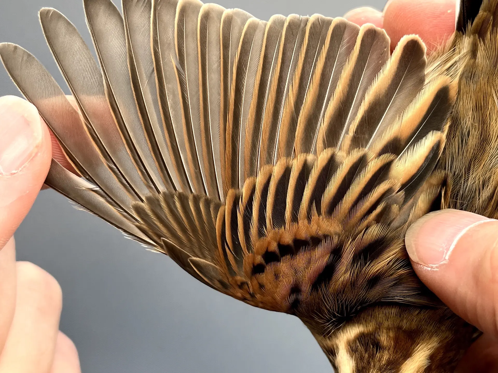 Vogelafbeelding
