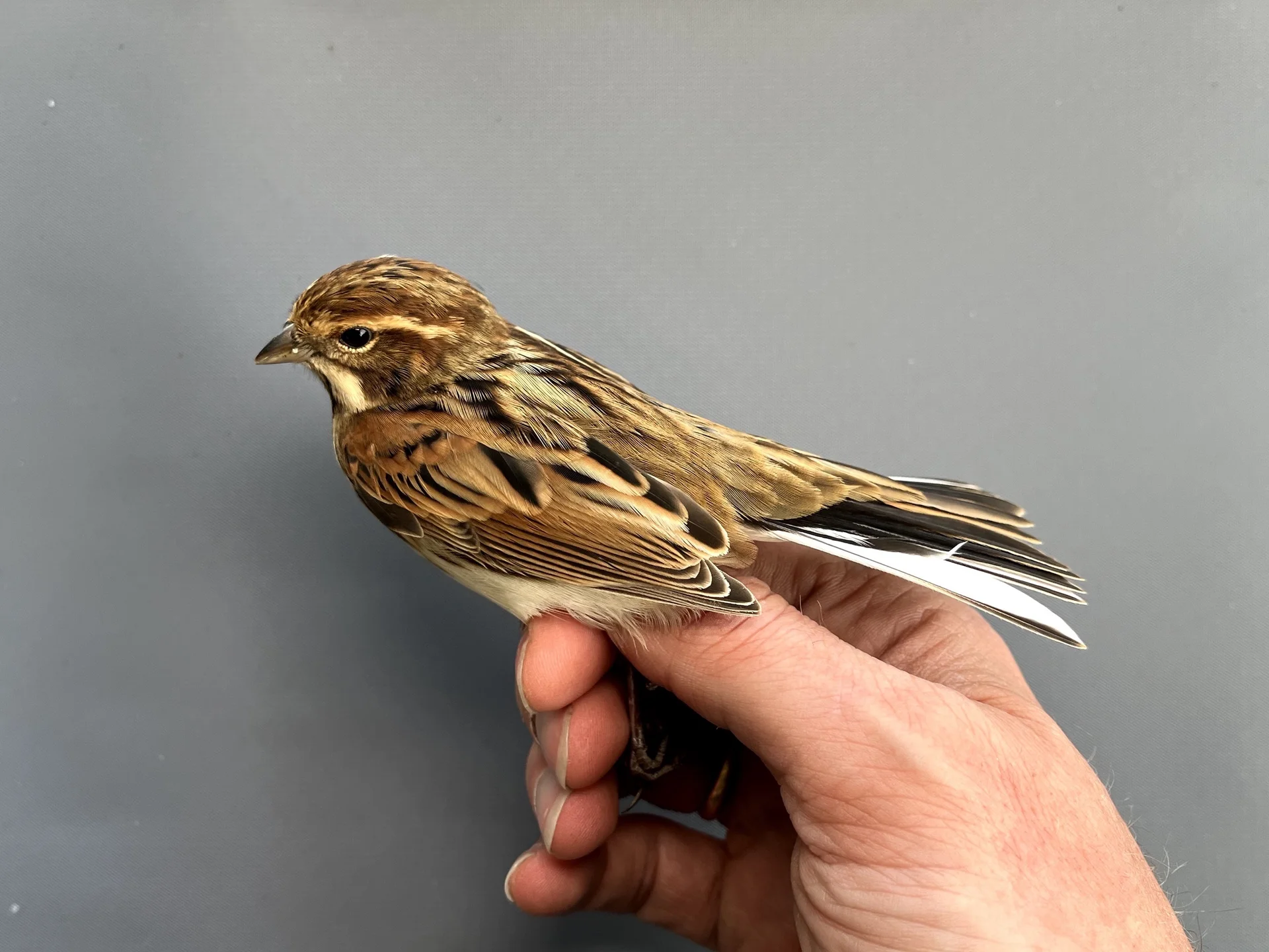 Vogelafbeelding