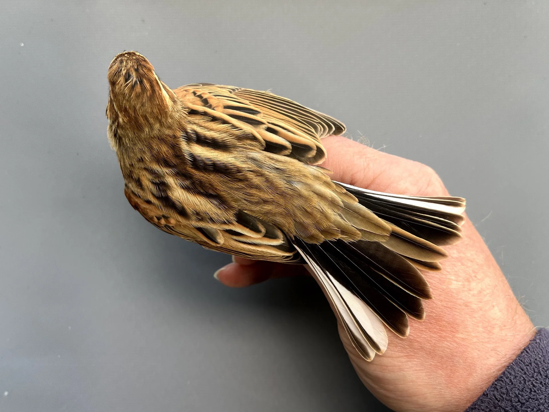 Vogelafbeelding