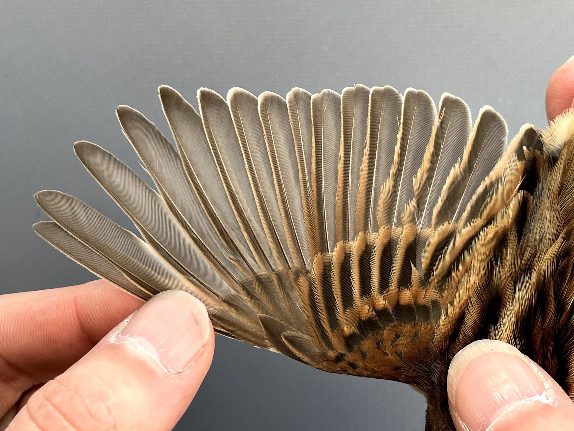 Rietgors - Emberiza schoeniclus
