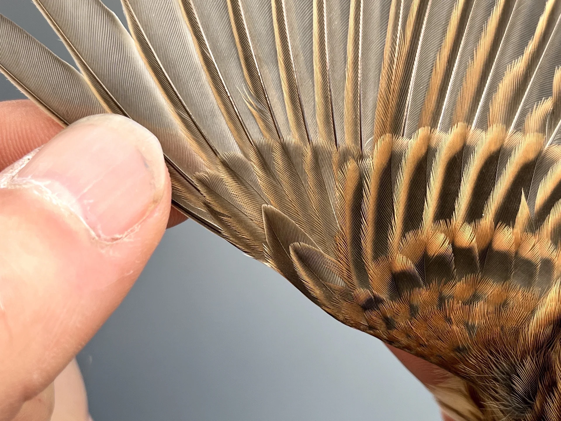 Vogelafbeelding
