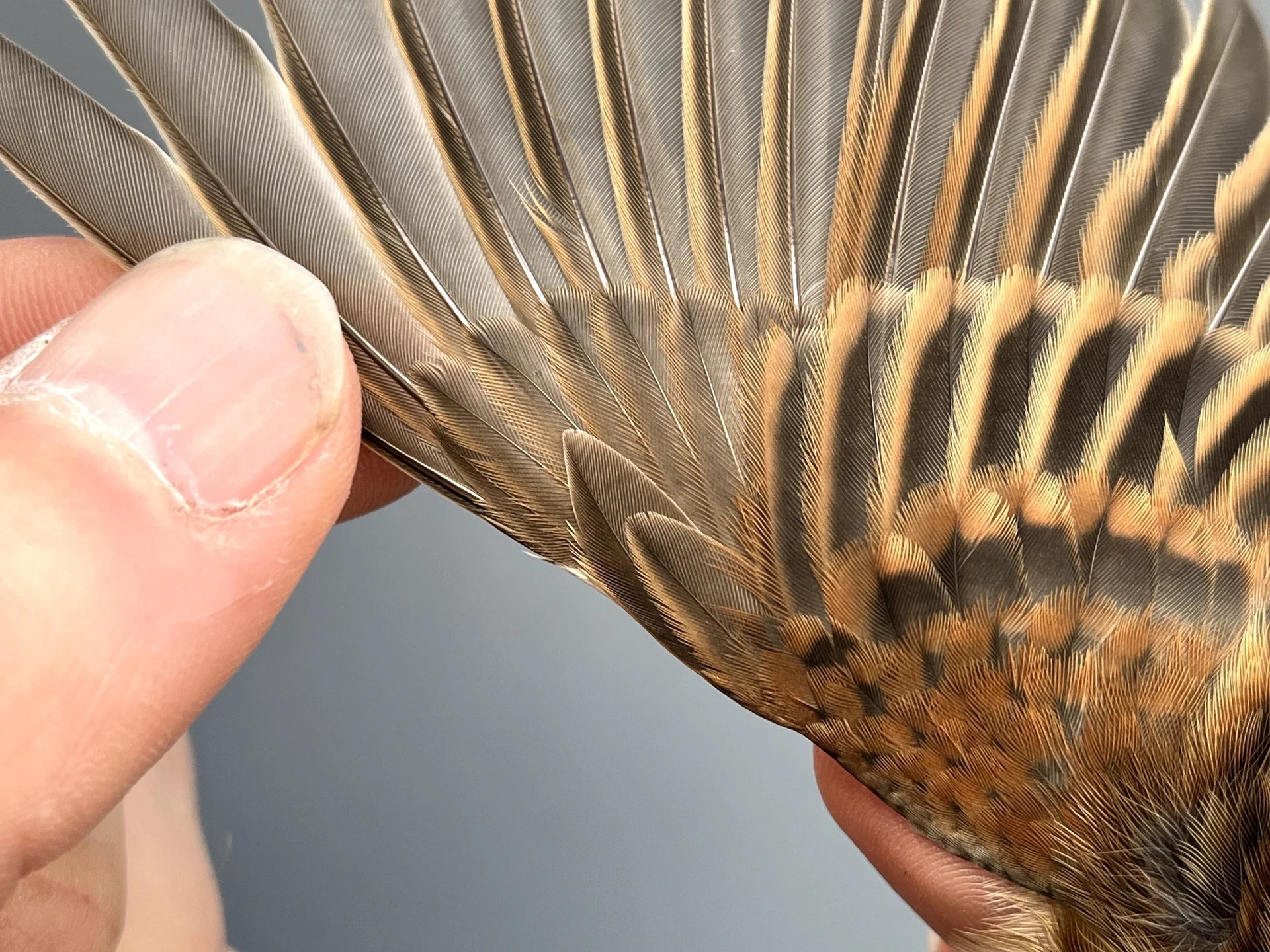 Vogelafbeelding