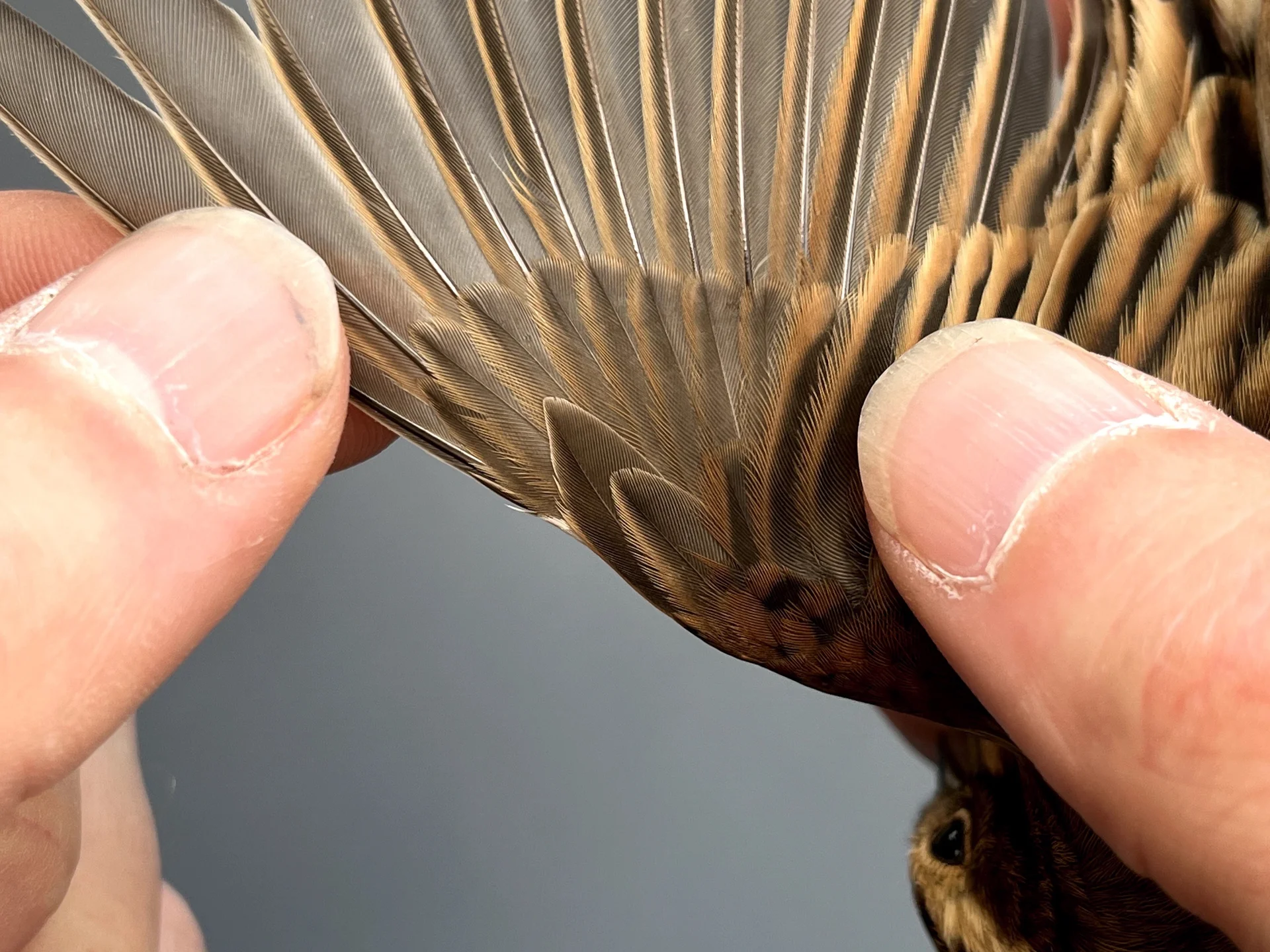 Vogelafbeelding