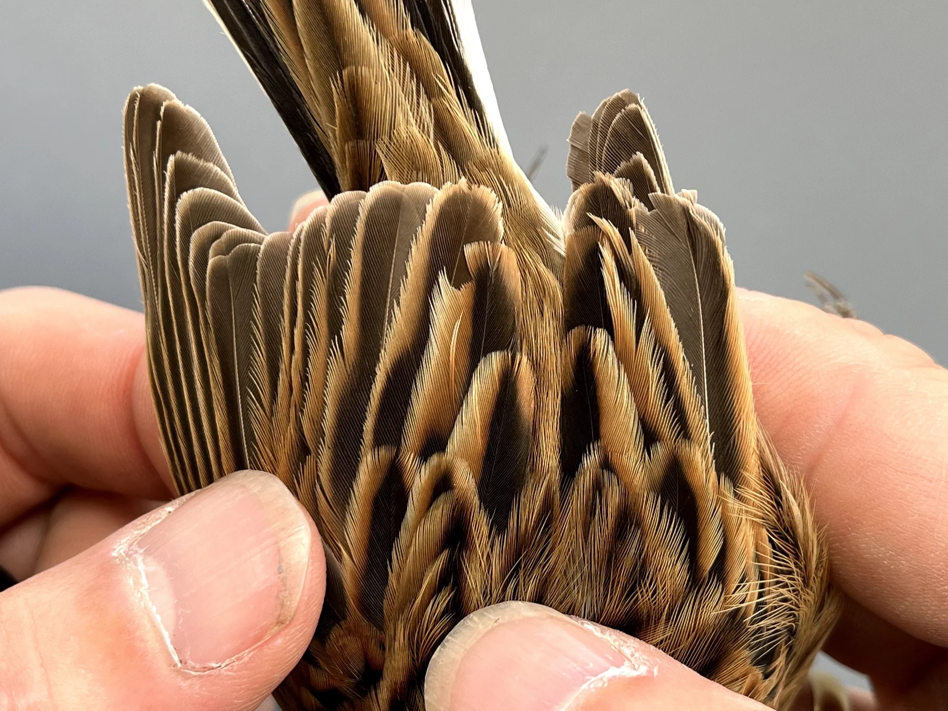 Vogelafbeelding