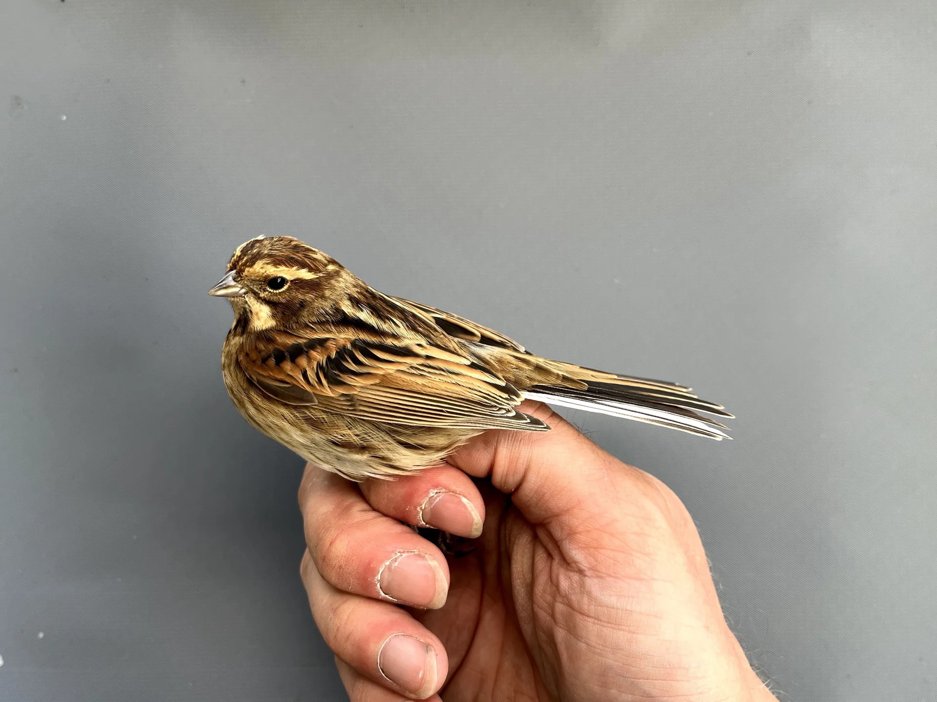 Vogelafbeelding