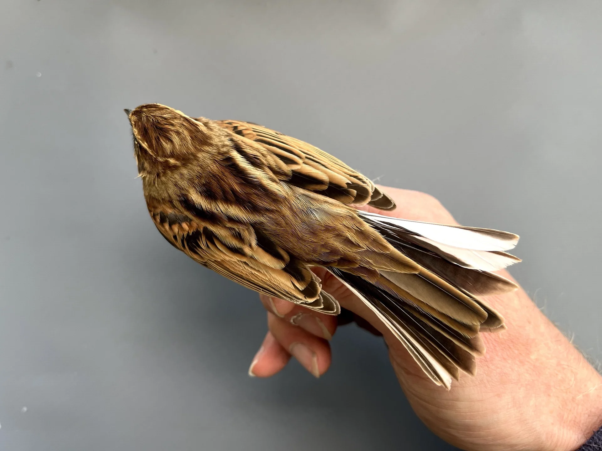 Vogelafbeelding