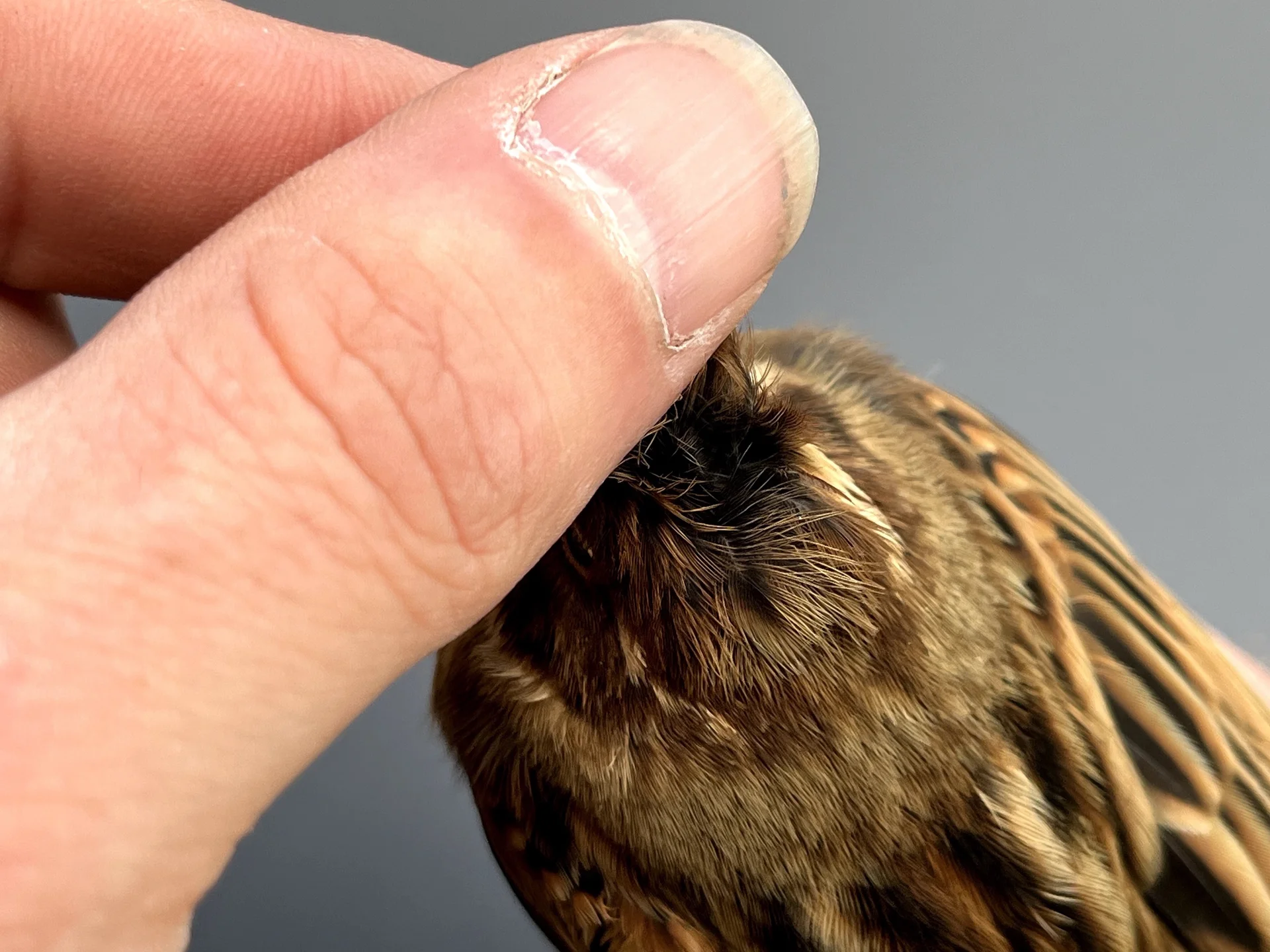 Vogelafbeelding