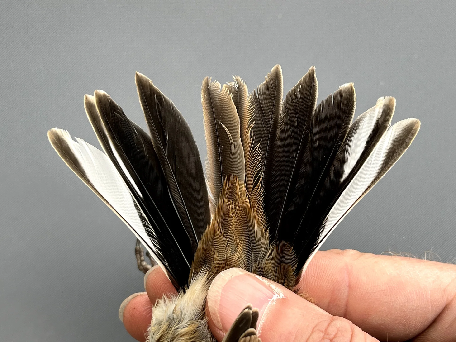 Rietgors - Emberiza schoeniclus