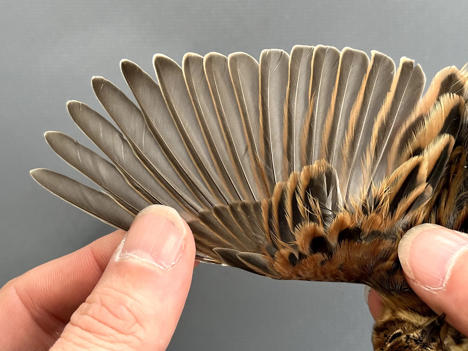 Vogelafbeelding