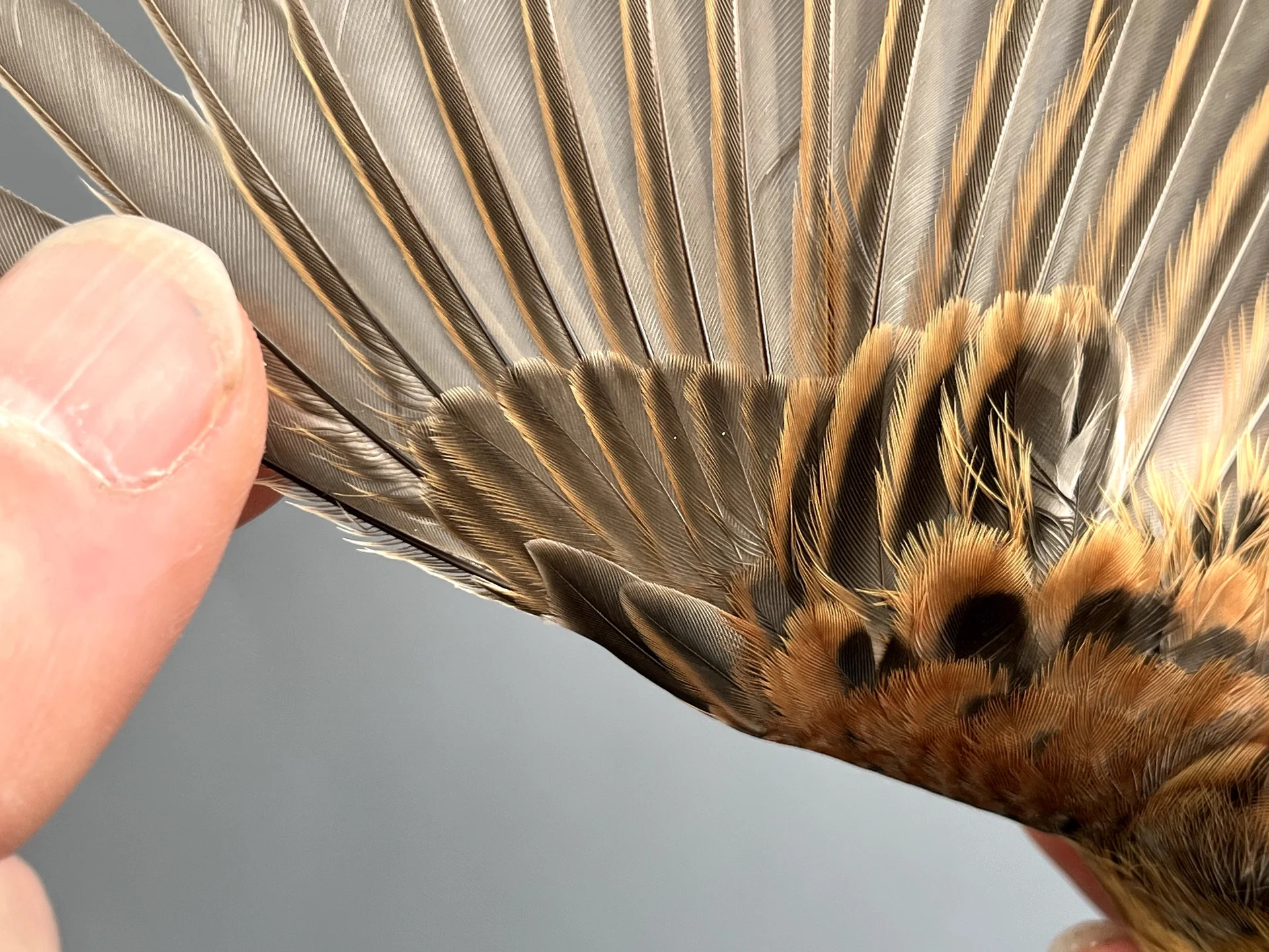 Vogelafbeelding