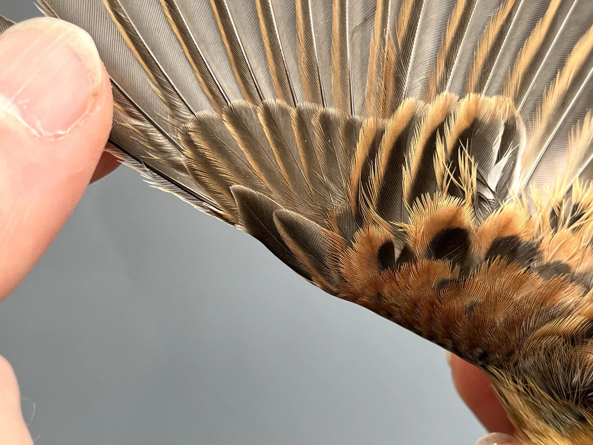 Vogelafbeelding