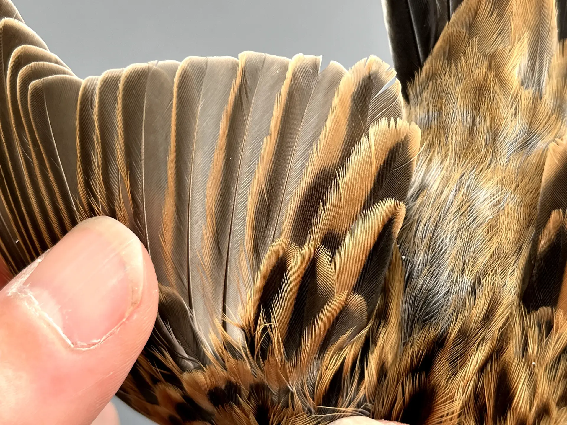 Vogelafbeelding