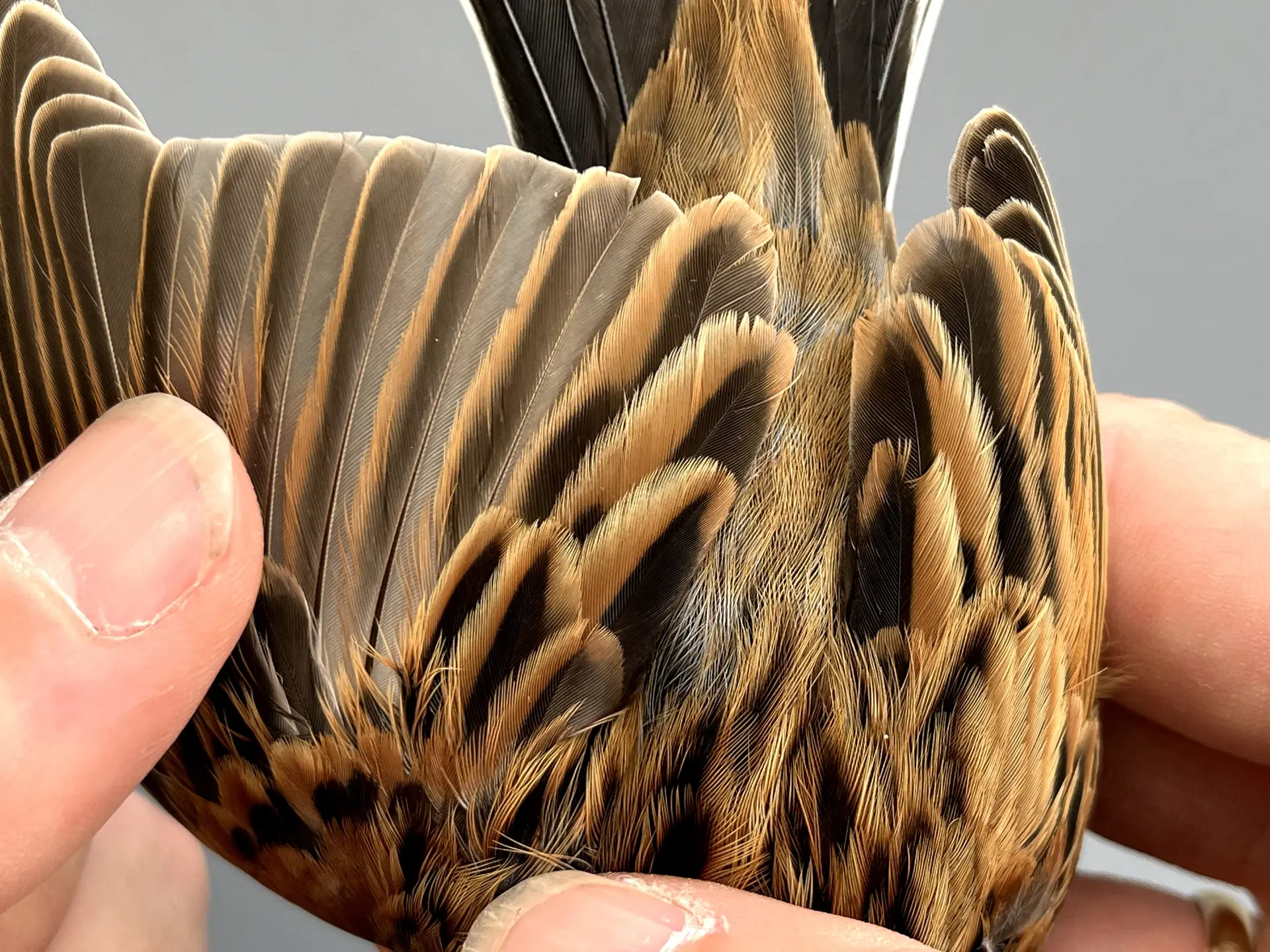 Vogelafbeelding