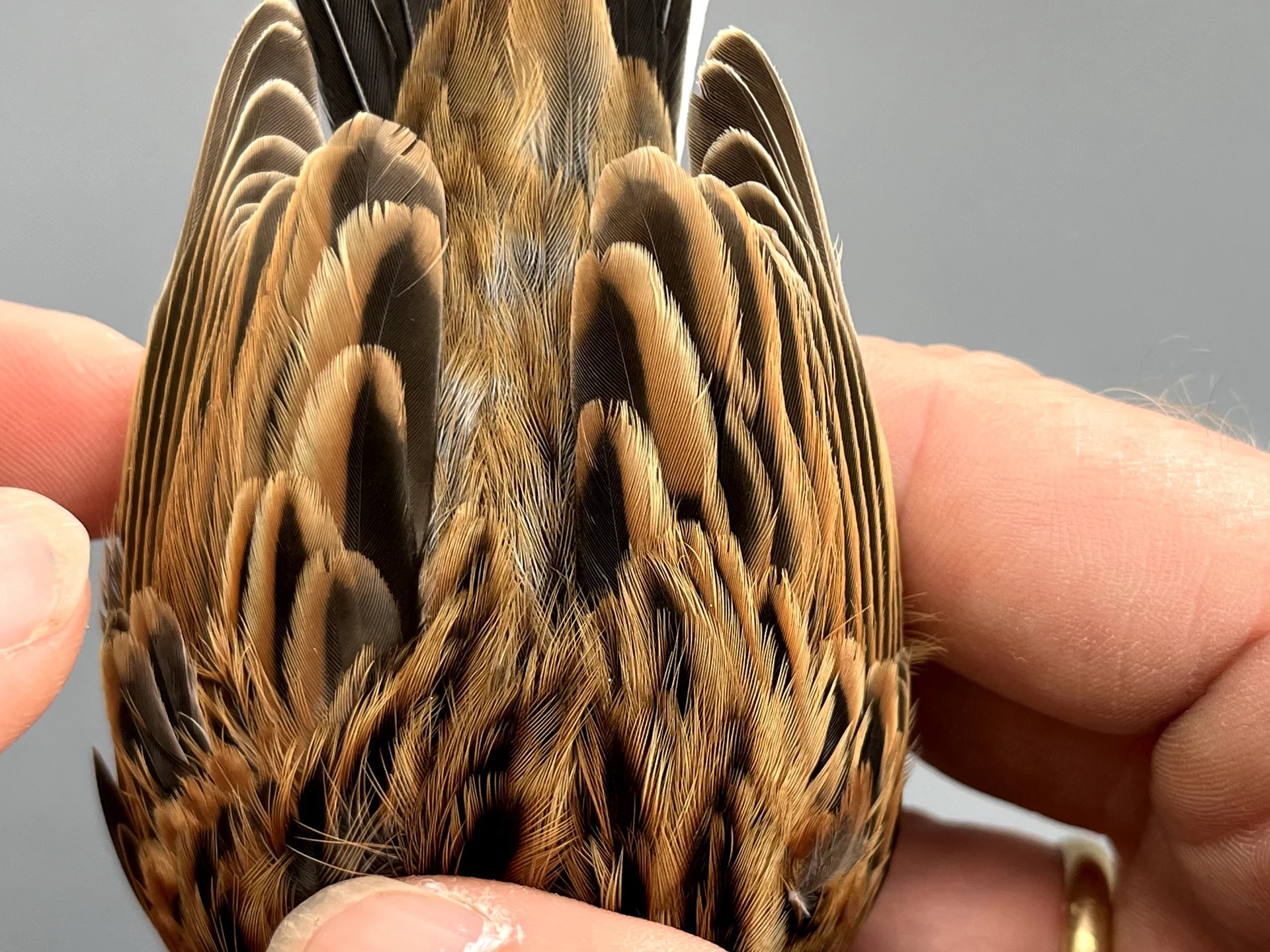 Vogelafbeelding