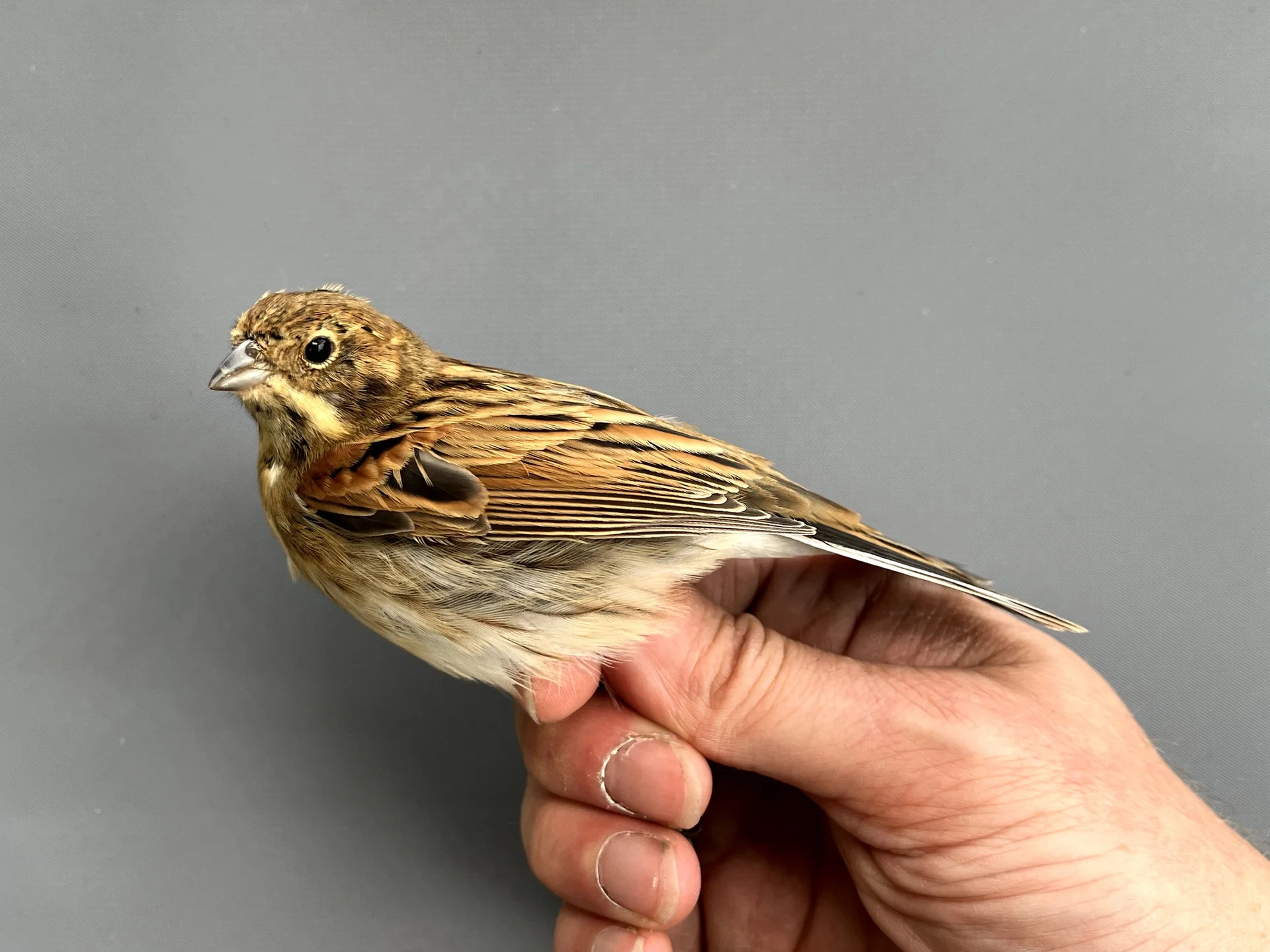 Vogelafbeelding